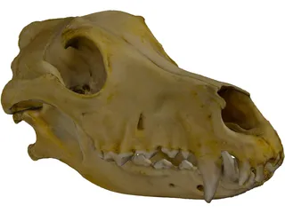 German Shepherd Male Dog Skull Scan 3D Model