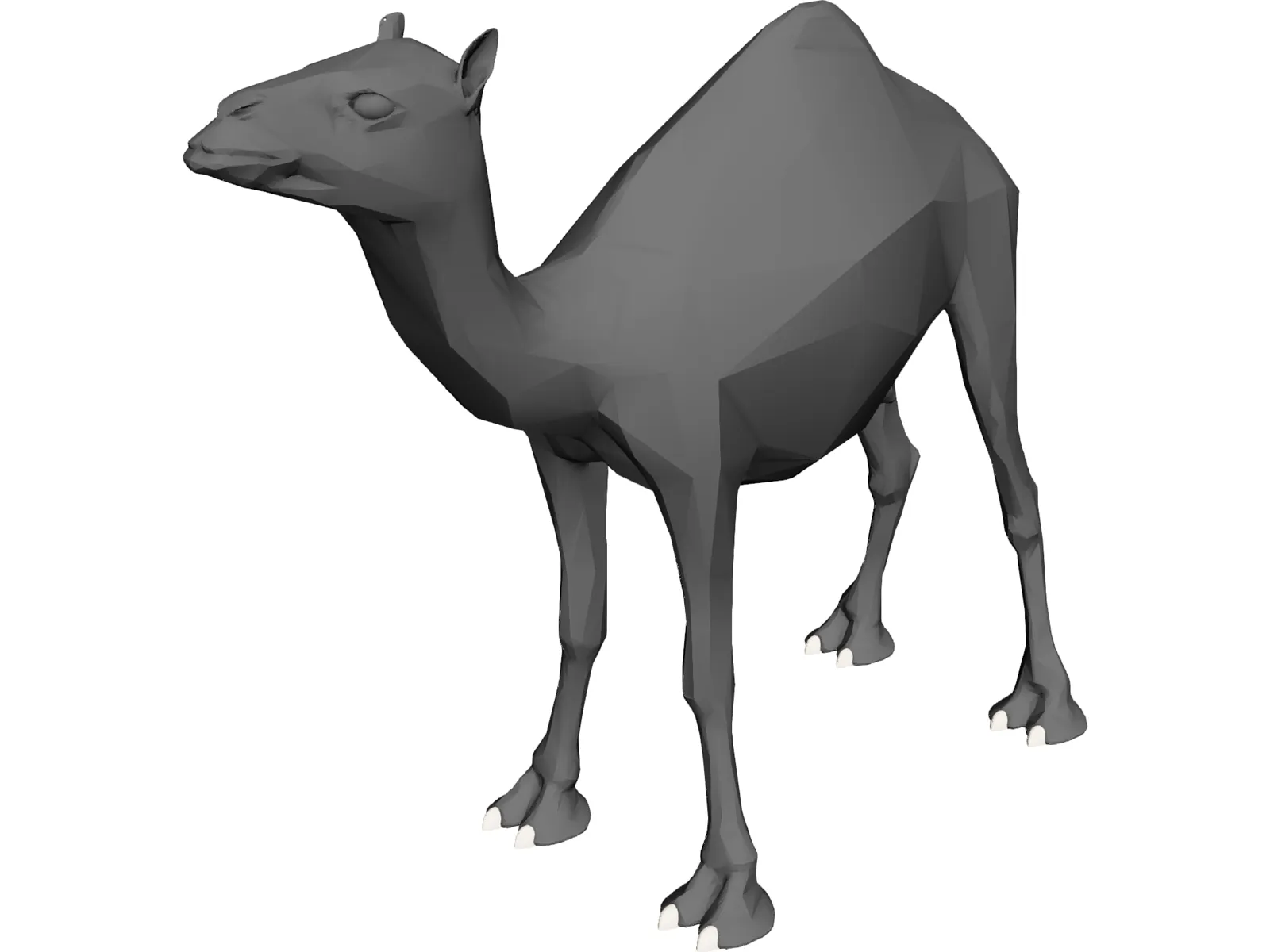 Dromedary 3D Model main preview