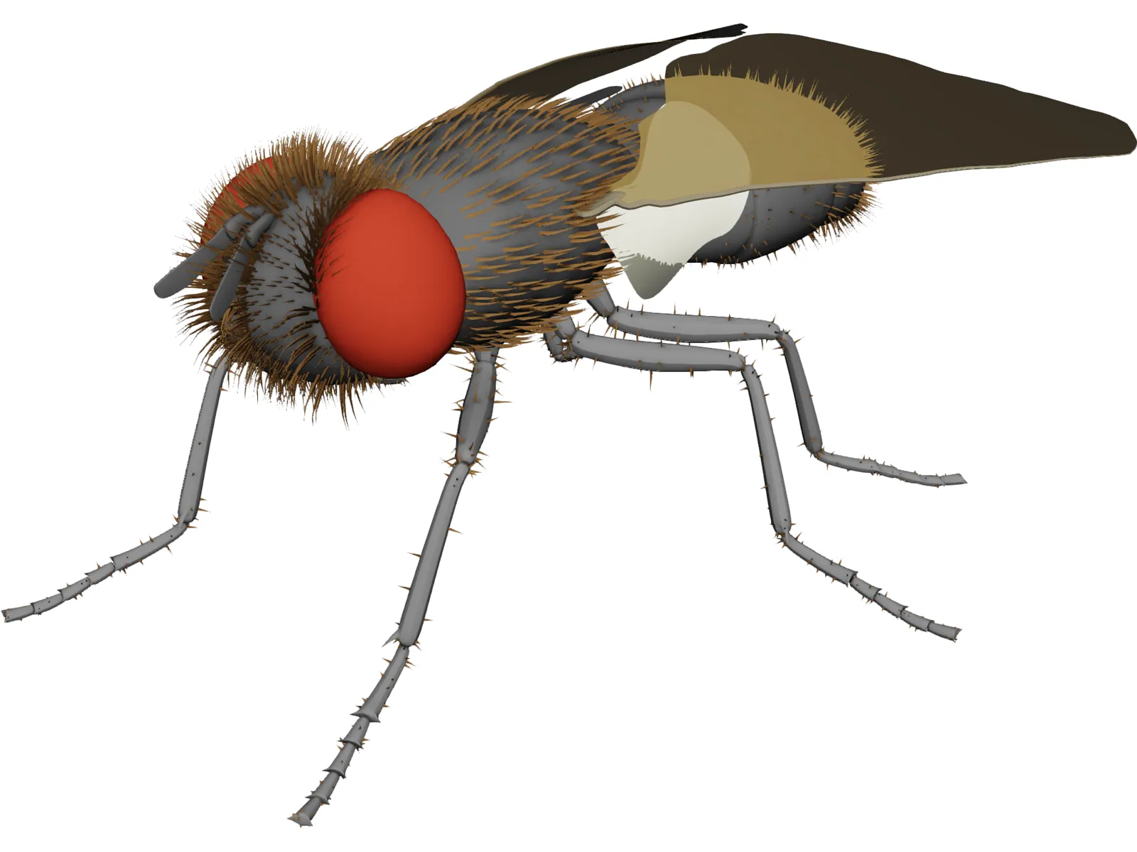 Fly Gray 3D Model main preview