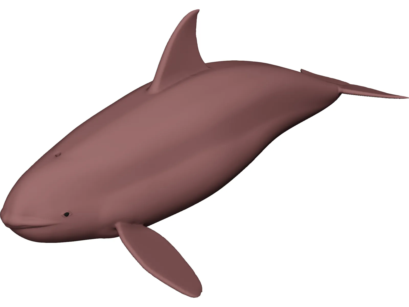 Whale Killer Female 3D Model main preview