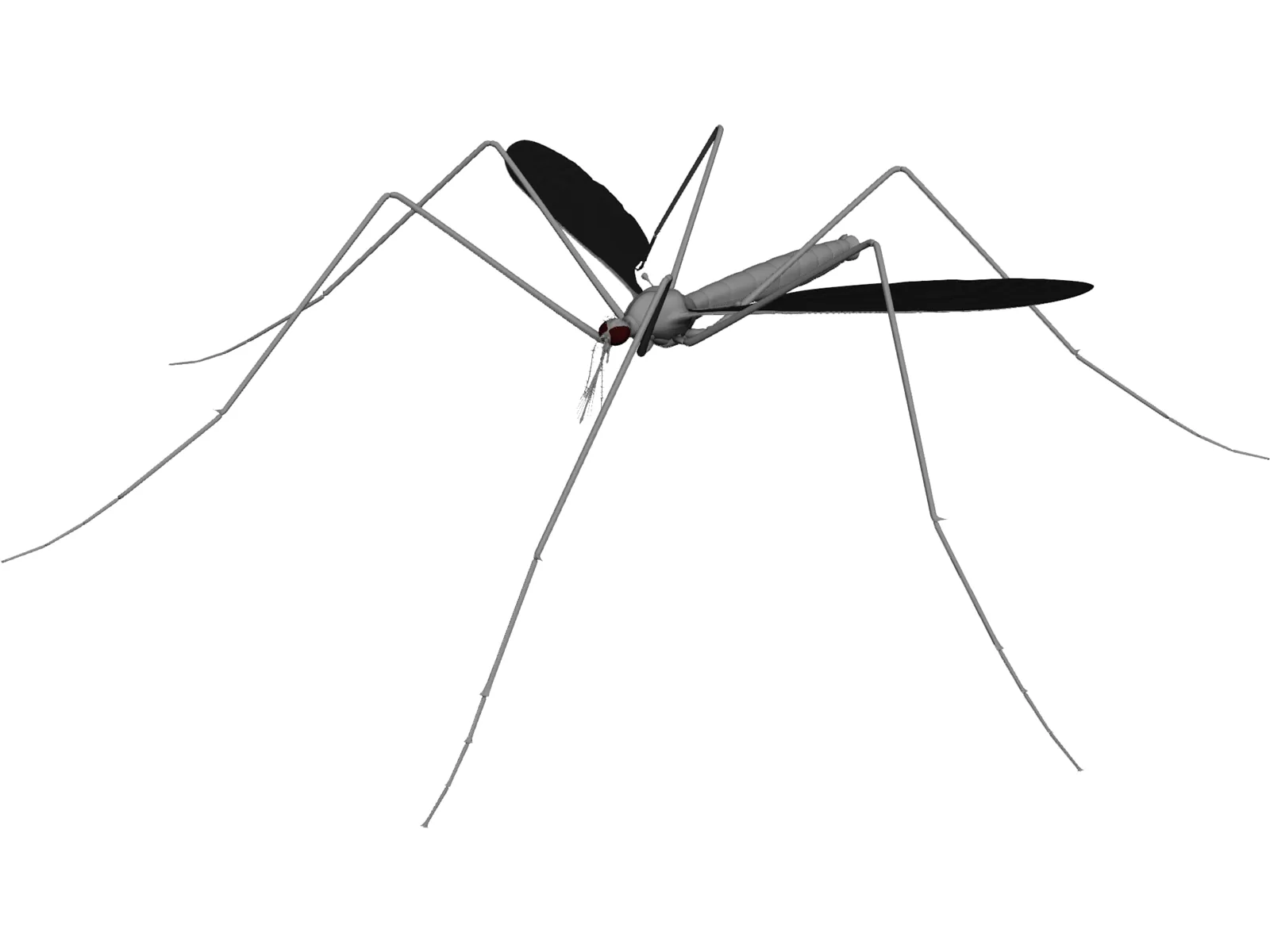 Mosquito 3D Model main preview