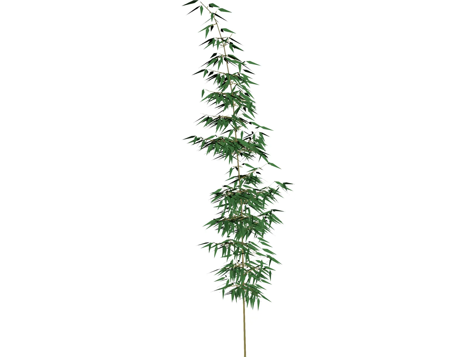 Bamboa 3D Model main preview