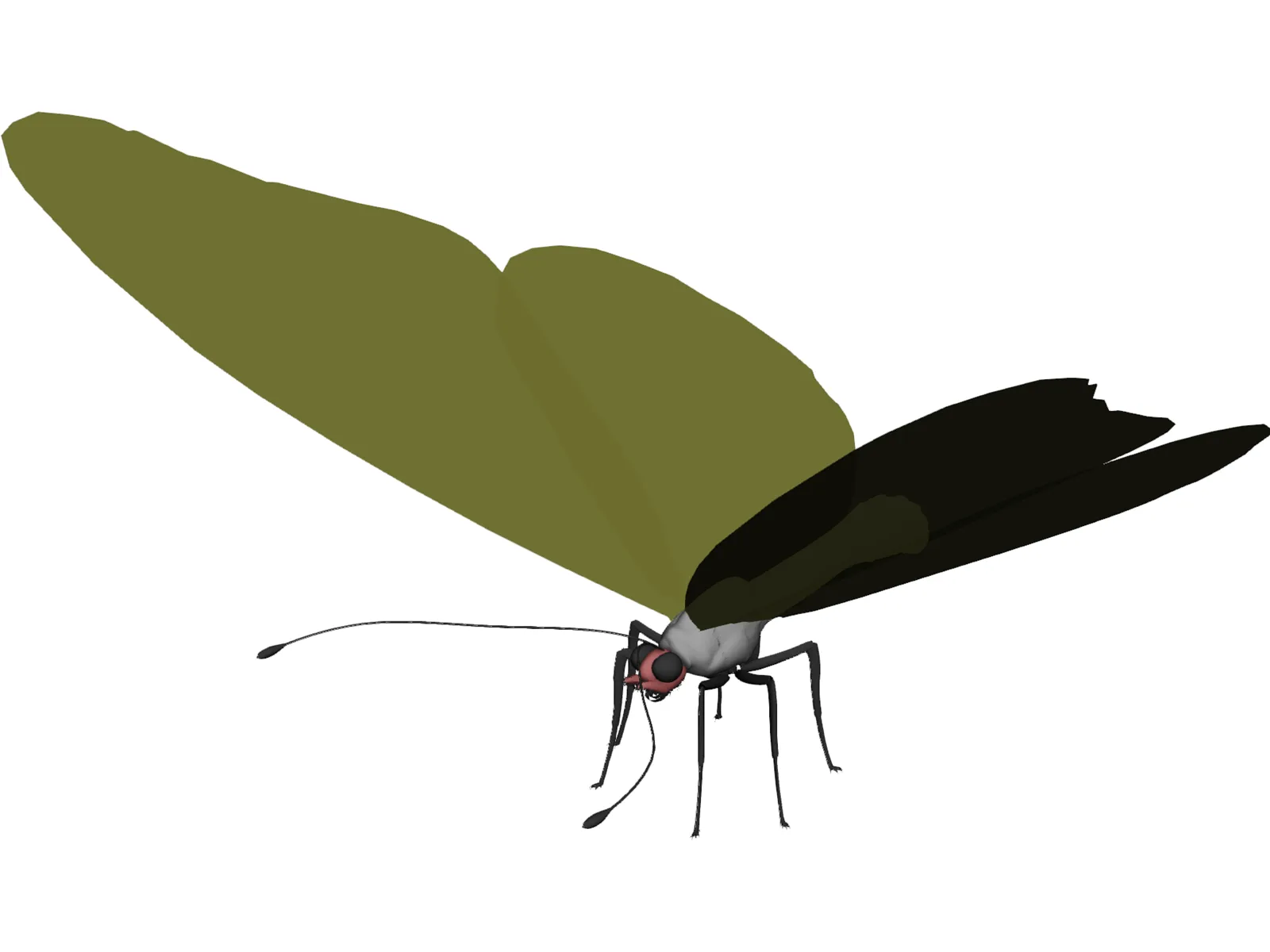 Butterfly 3D Model main preview