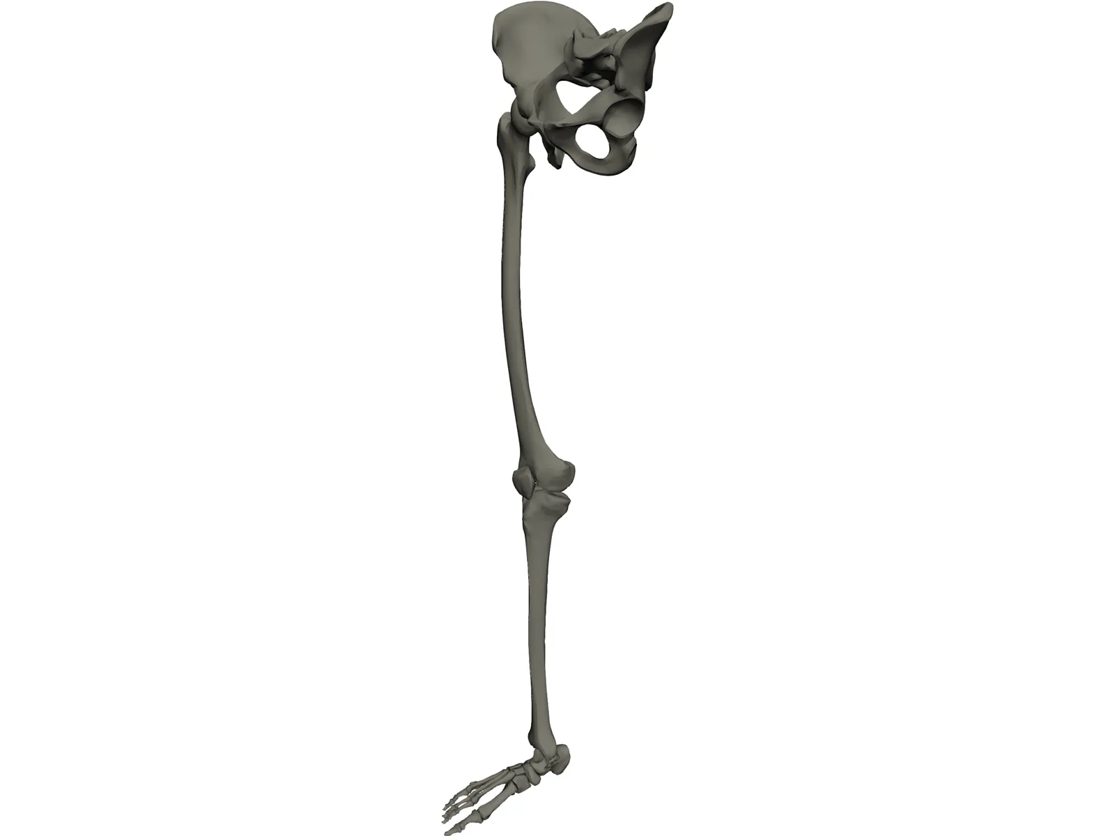 Extremity Lower 3D Model main preview