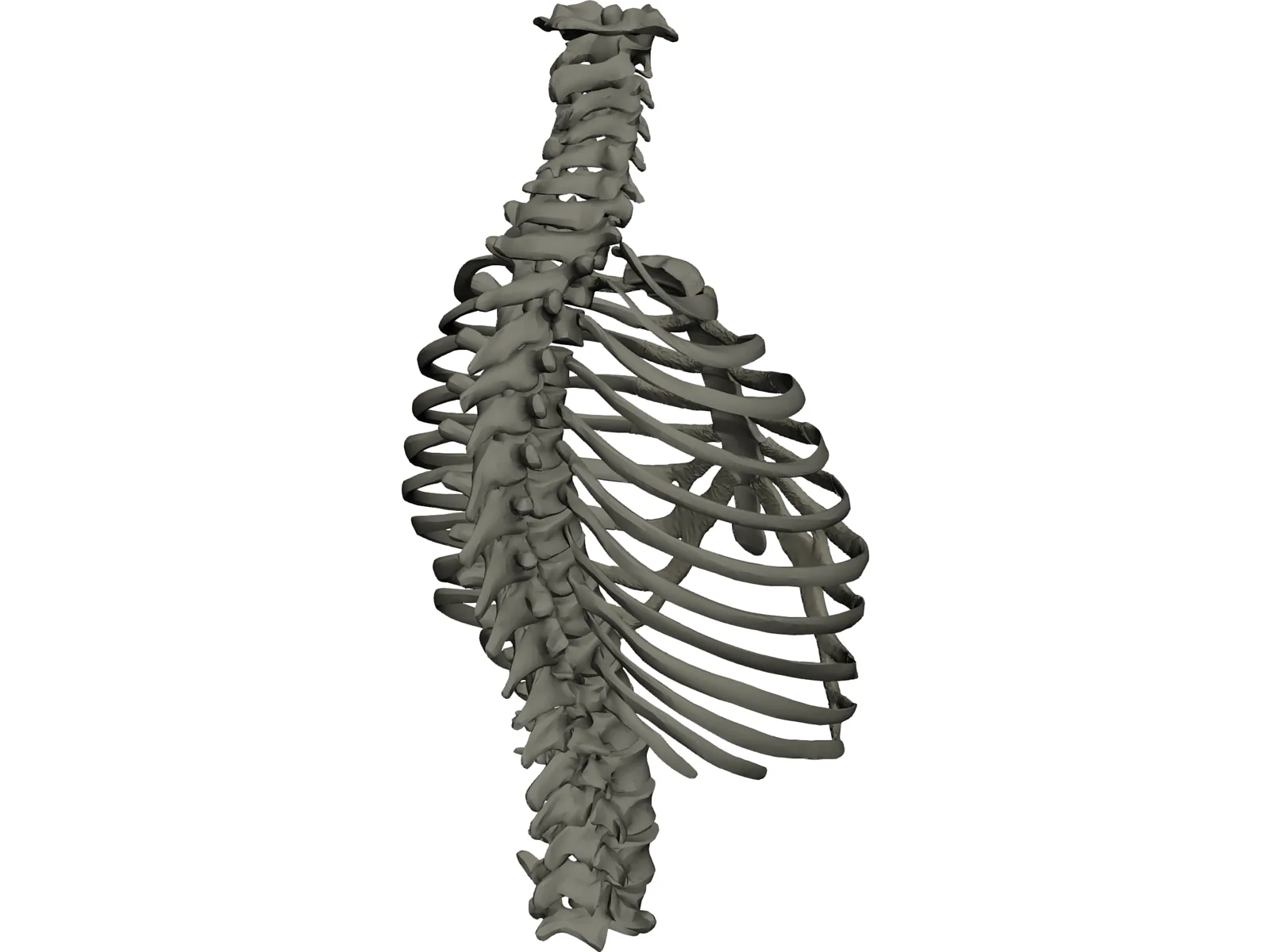 Thorax 3D Model main preview