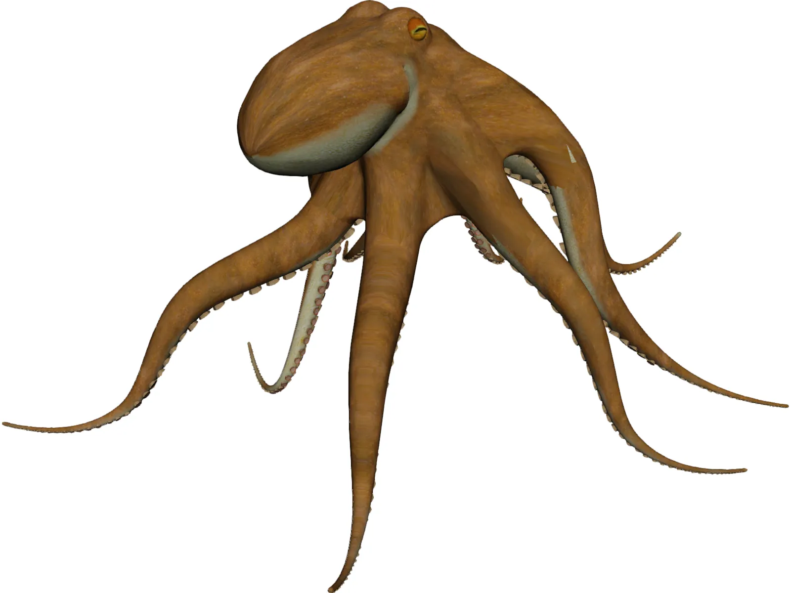 Octopus Vulgaris 3D Model main preview