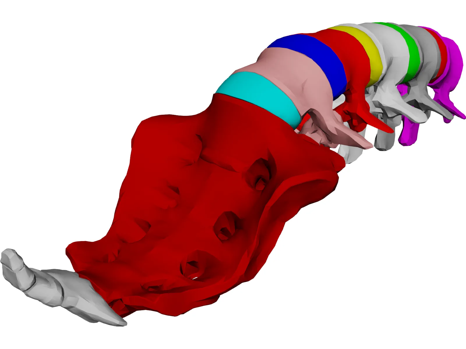 Lumbar Vertebrae Sacrum And Coccyx 3D Model main preview