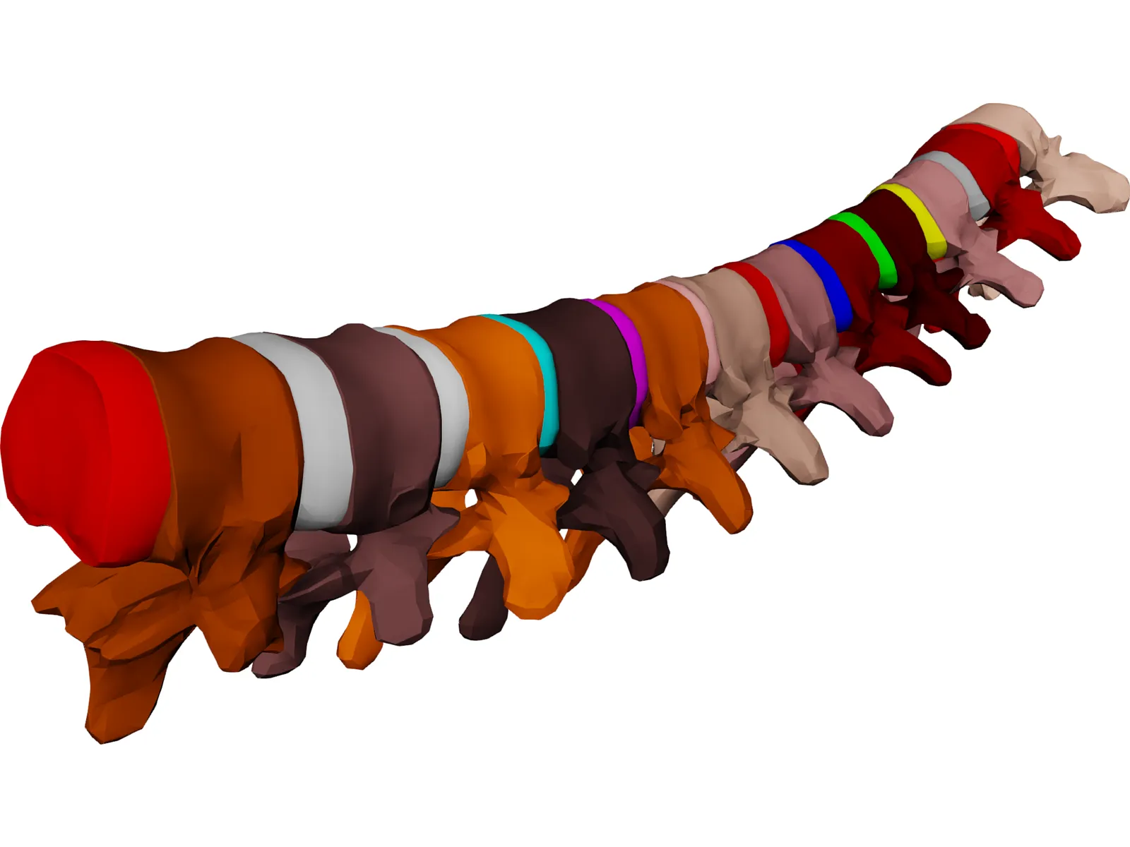 Vertebrae Thoracic 3D Model main preview