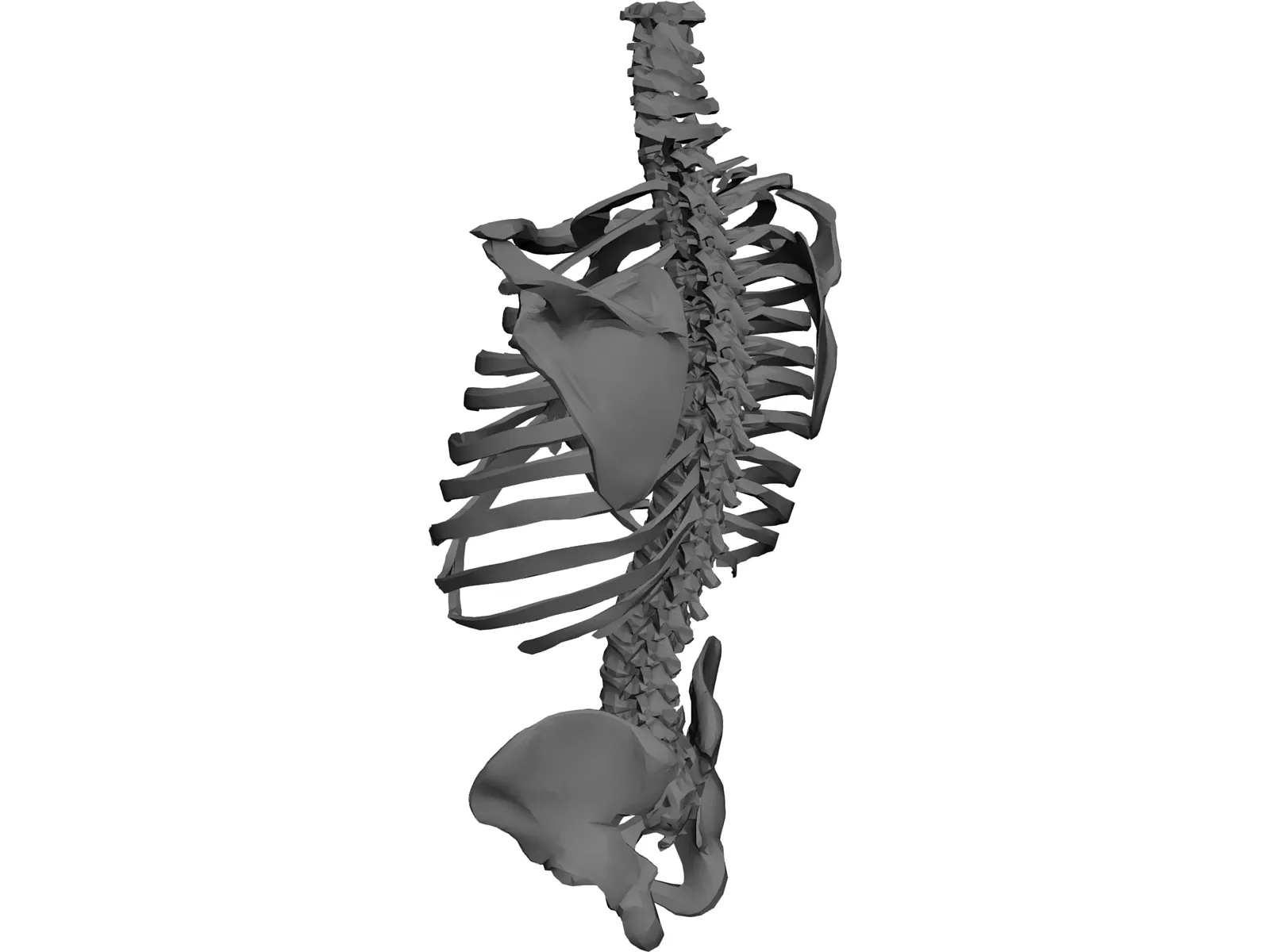 Torso Bone Male 3D Model main preview