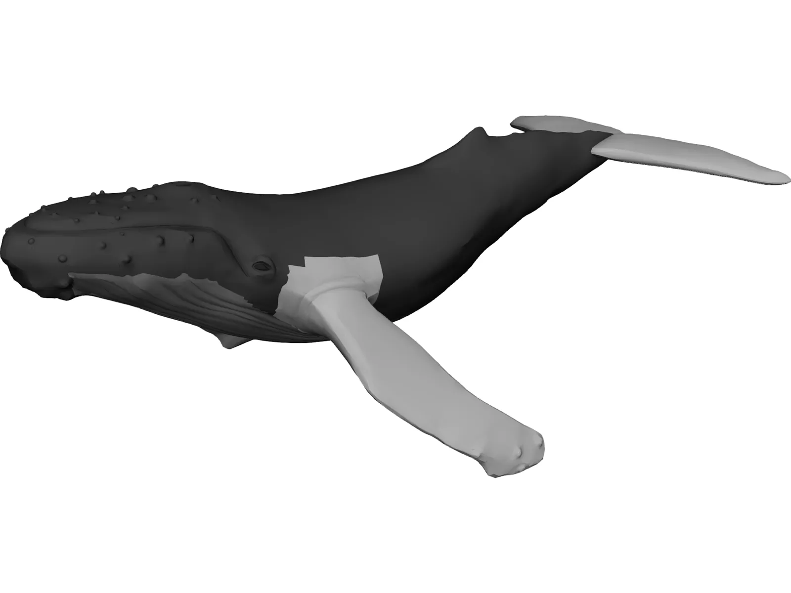 Whale Humpback 3D Model main preview