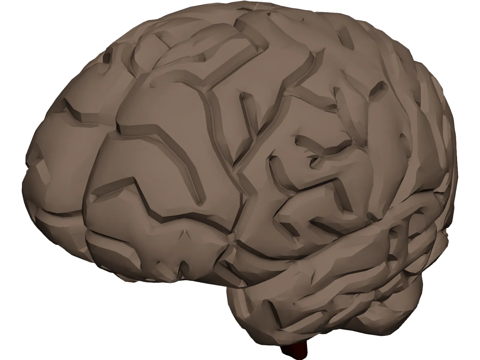 Brain 3D Model main preview