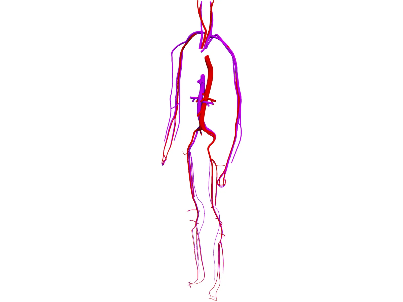 Circulatory System 3D Model main preview