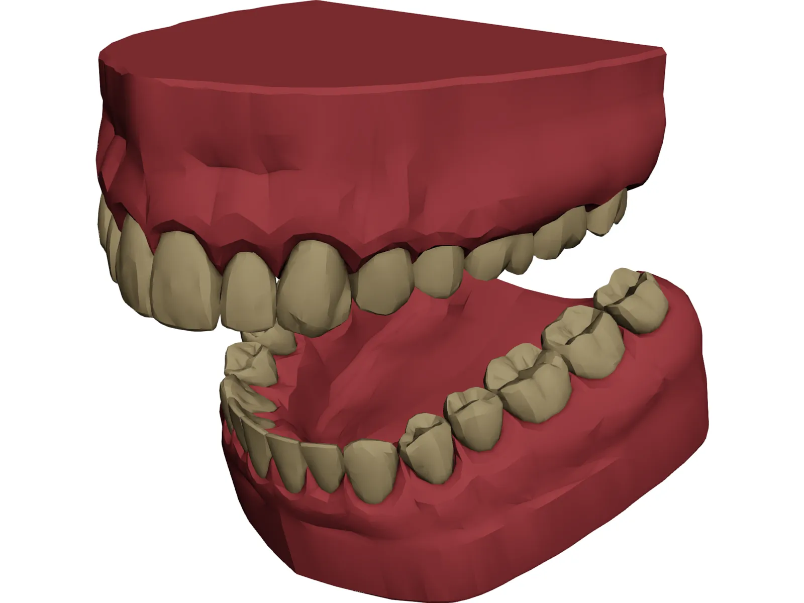 Teeth, Roots, Gums 3D Model main preview