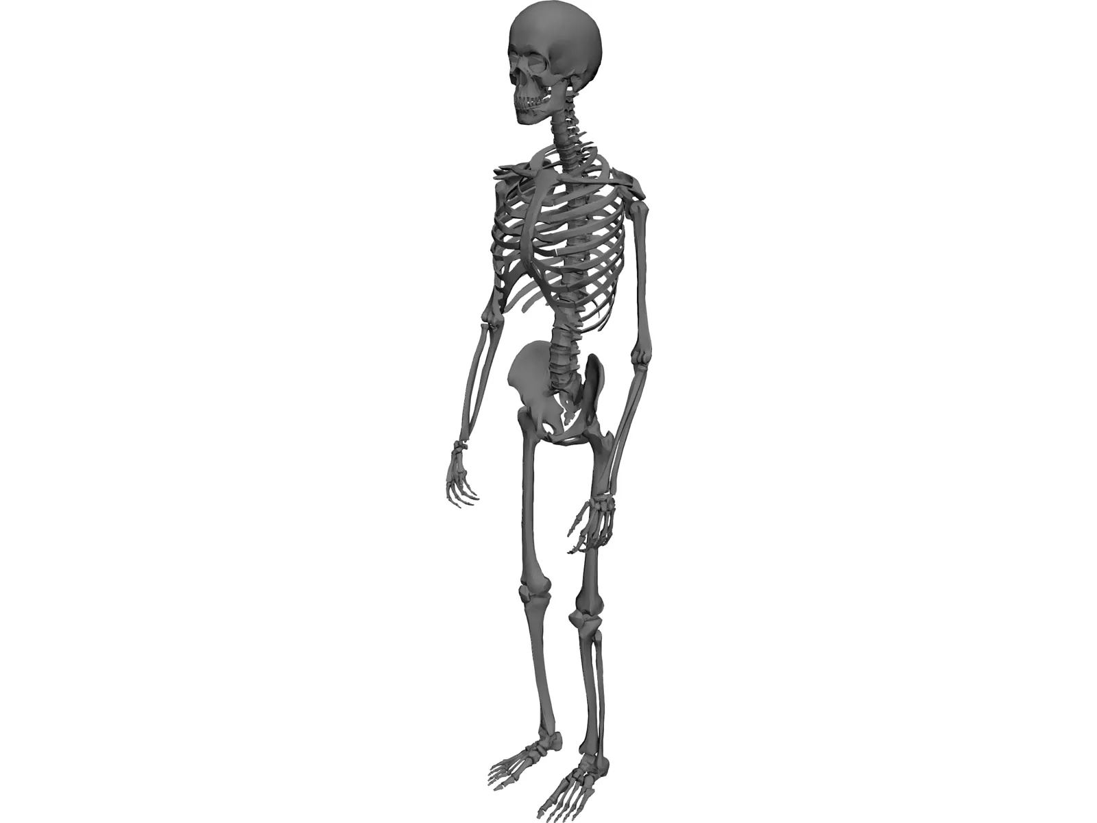 Skeleton Male 3D Model main preview