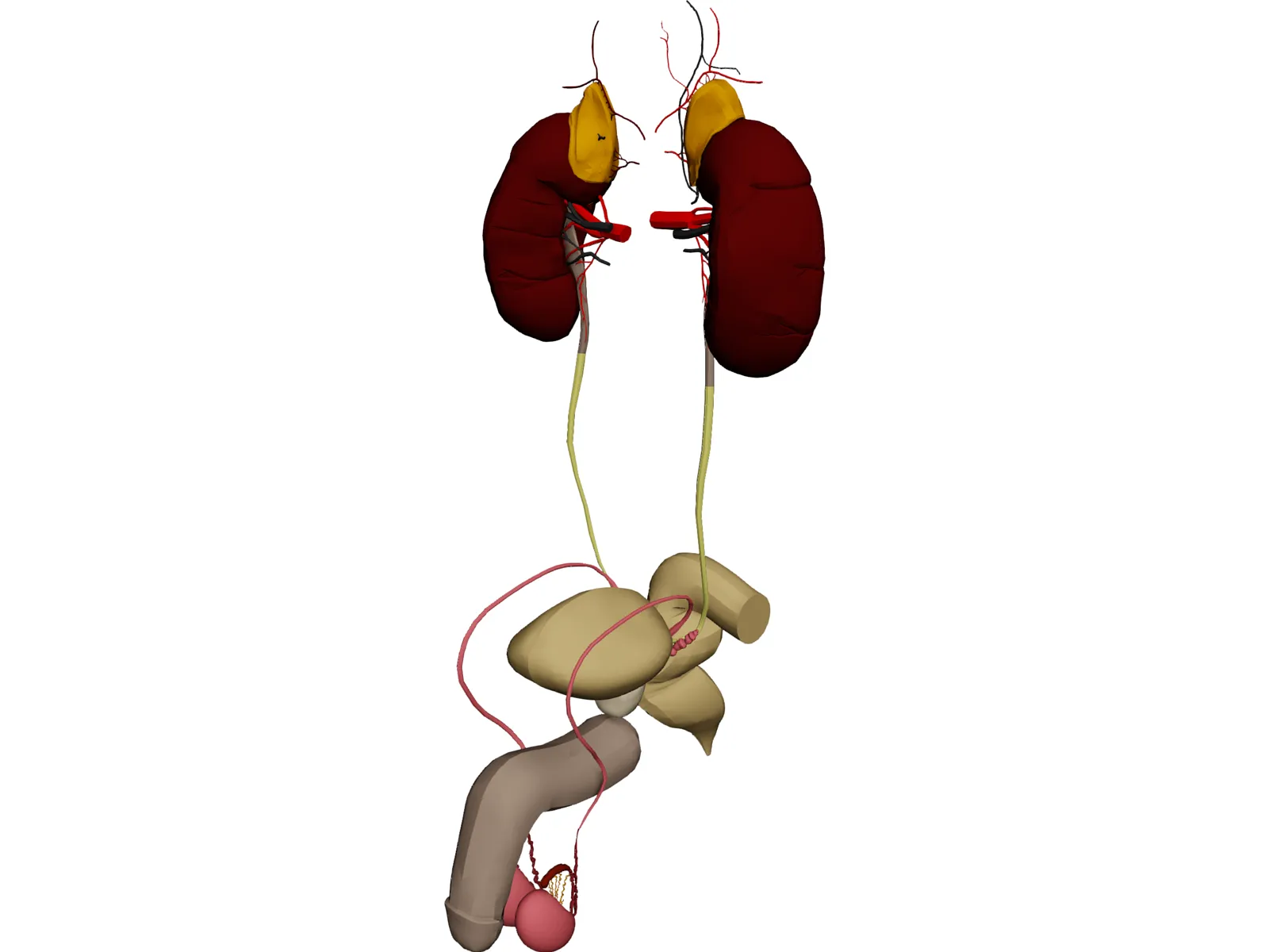 Prostate 3D Model main preview