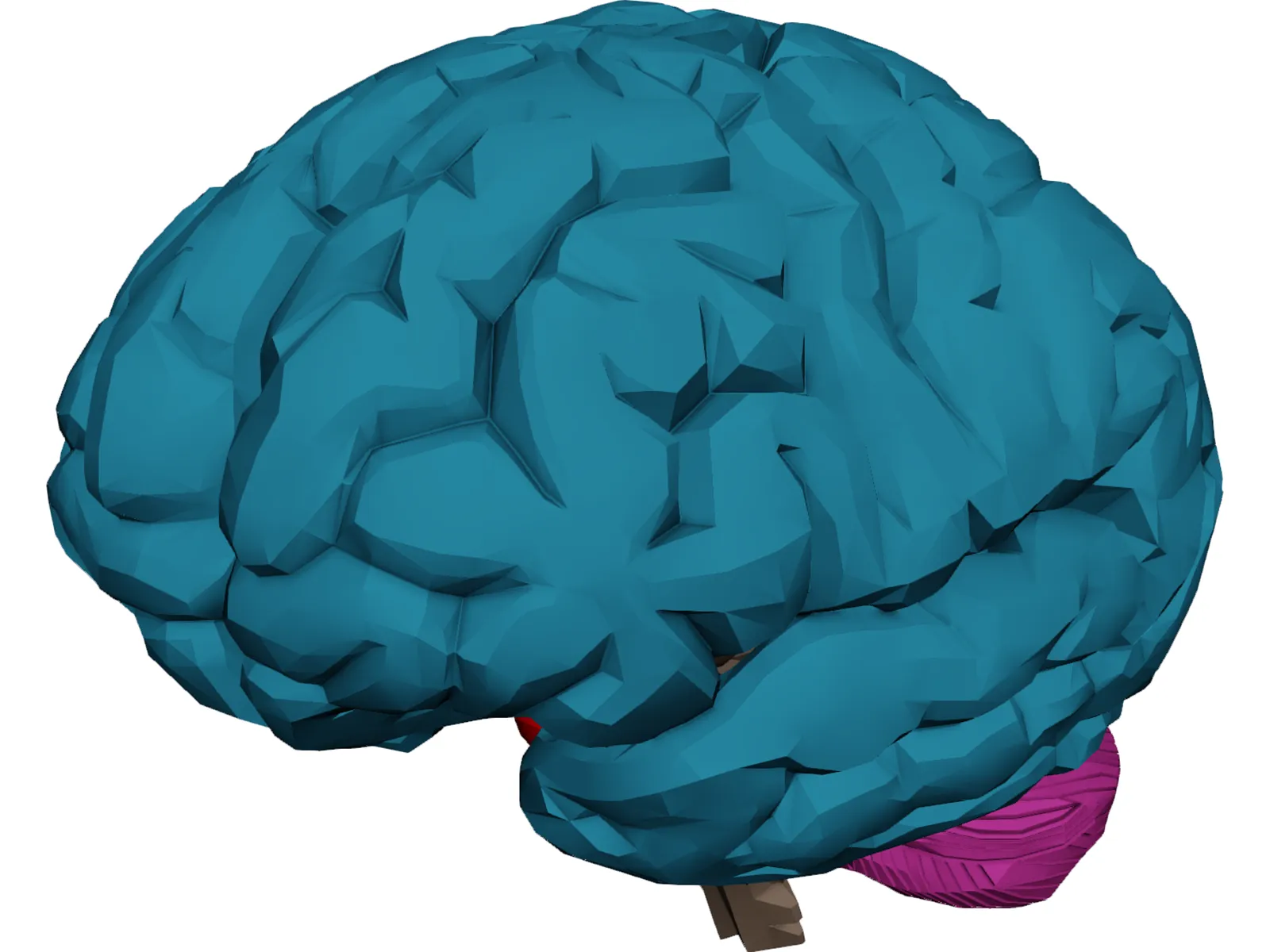 Brain Male 3D Model main preview