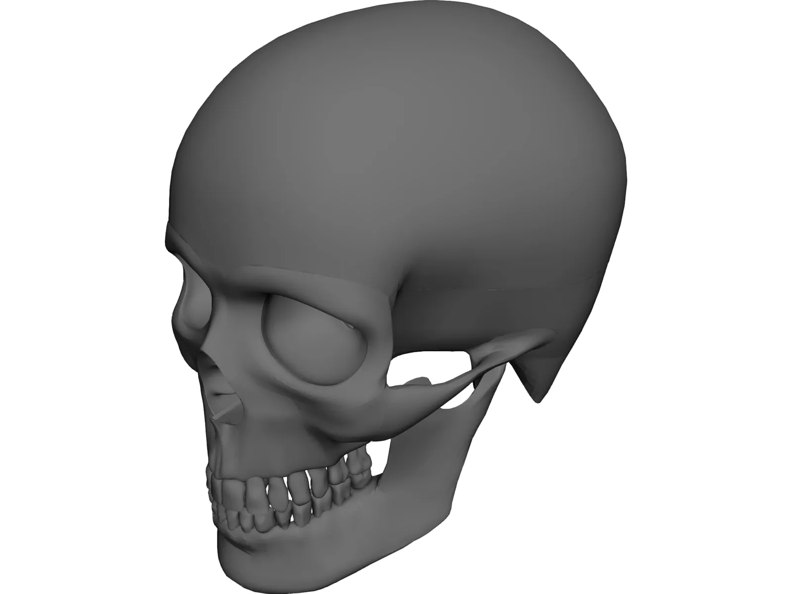 Skull 3D Model main preview