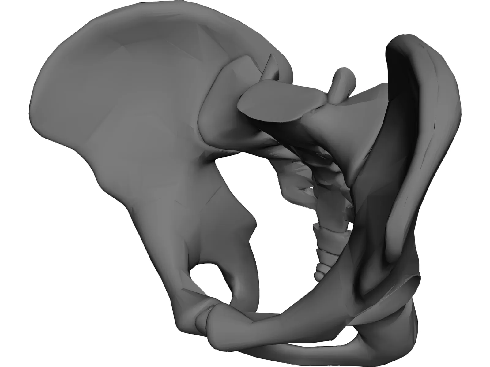 Pelvis 3D Model main preview