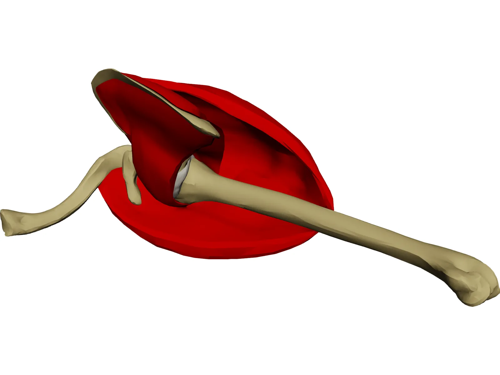 Shoulder 3D Model main preview
