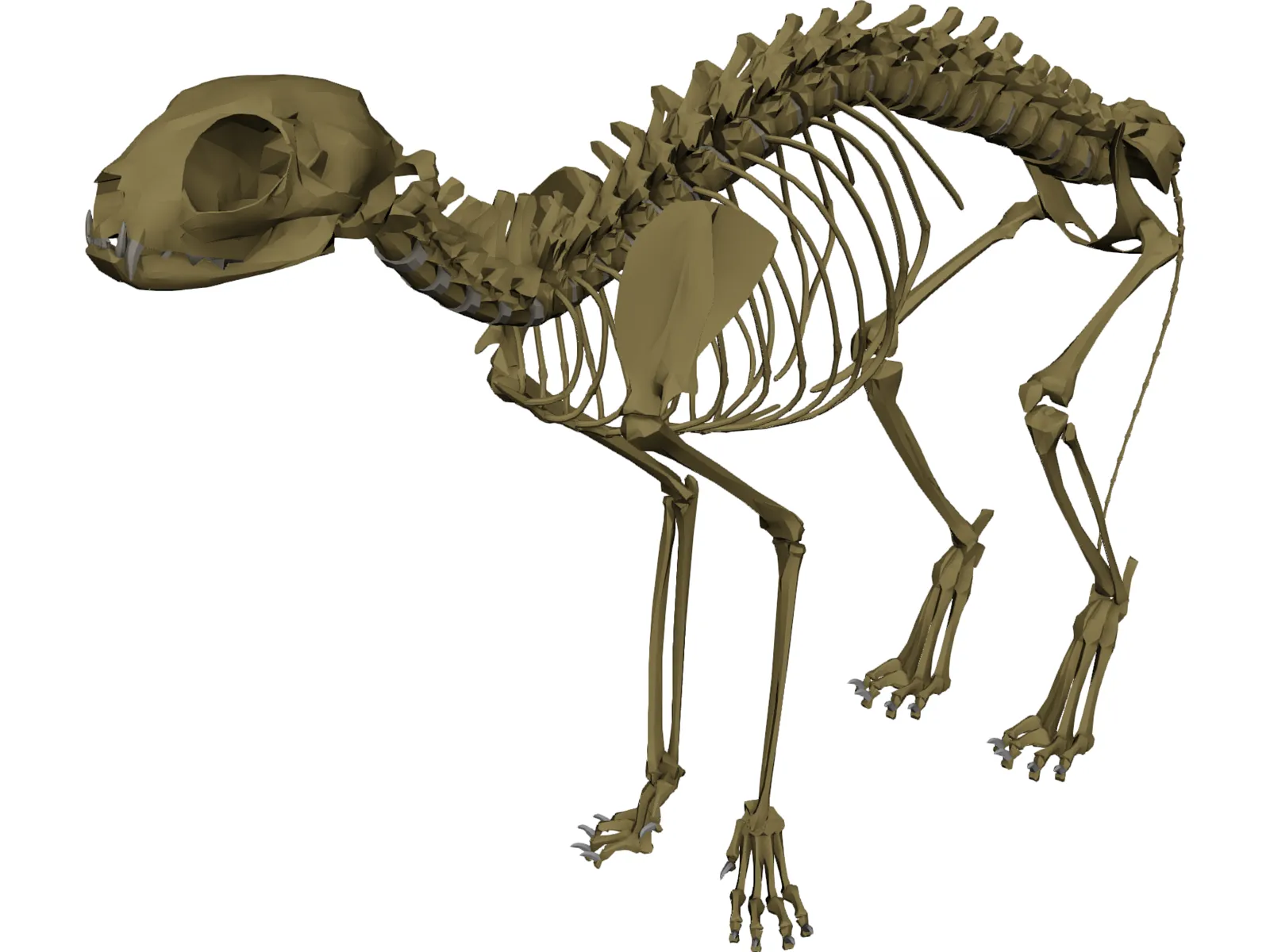 Cat Skeleton 3D Model main preview