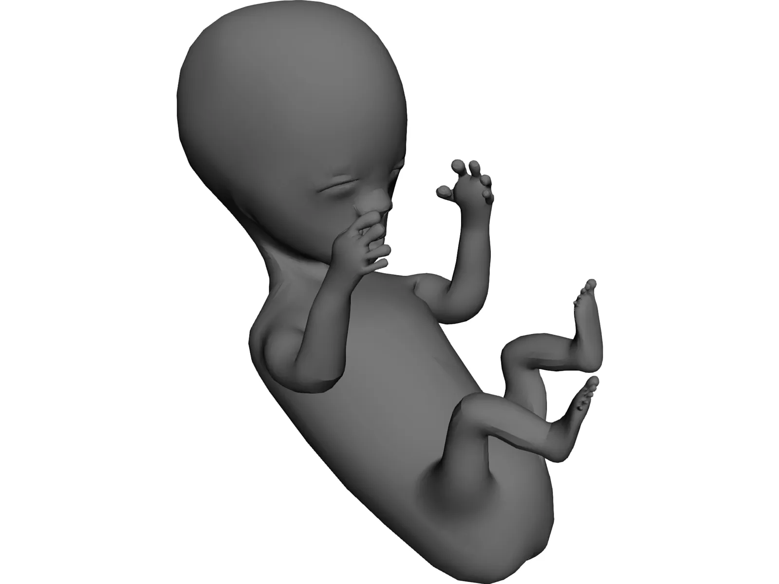 Baby Fetus Infant 3D Model main preview