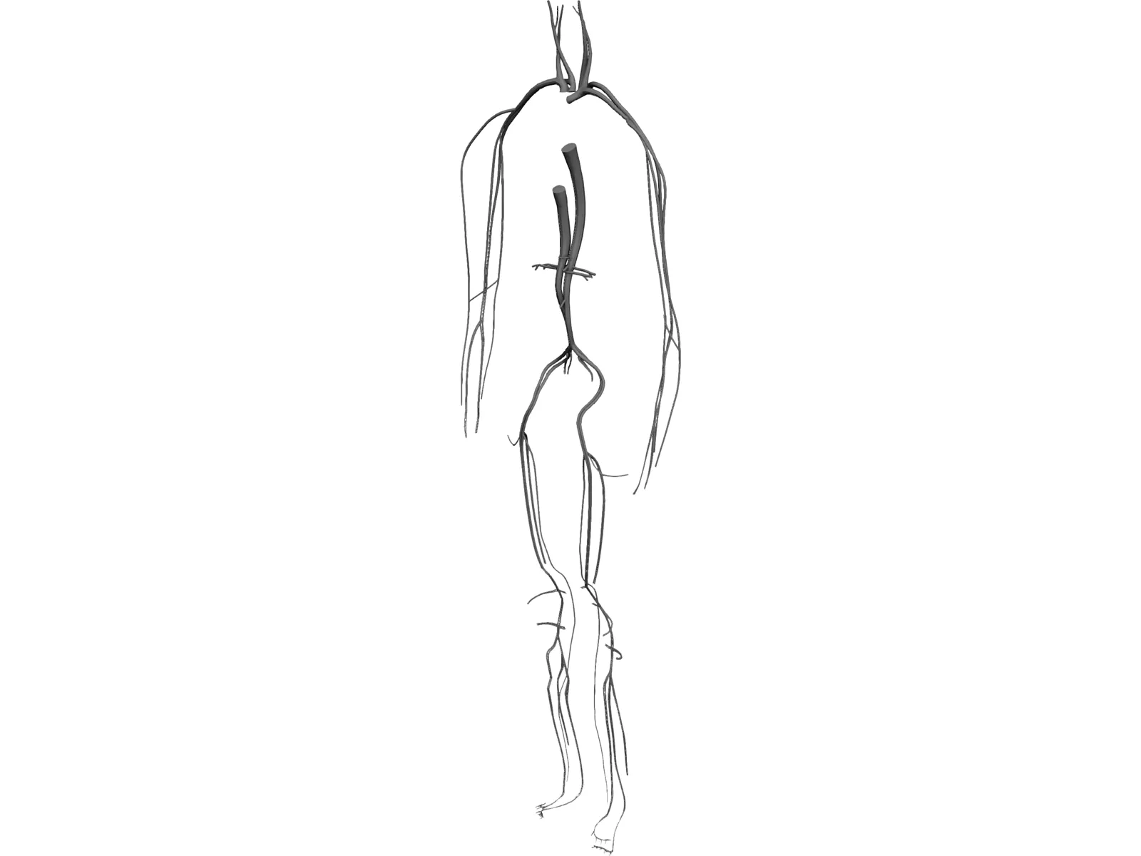 Circulatory System 3D Model main preview
