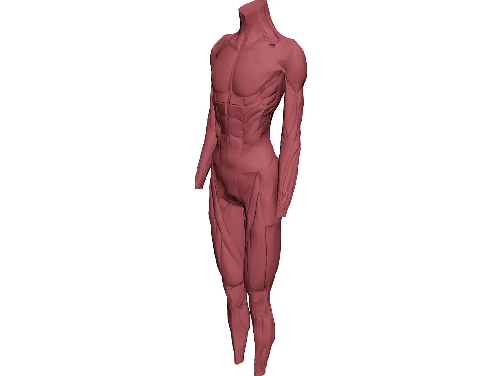 Surface Muscles 3D Model main preview
