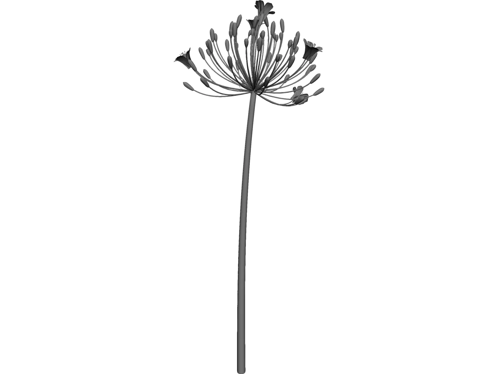 Bell Agapanthus Flower 3D Model main preview