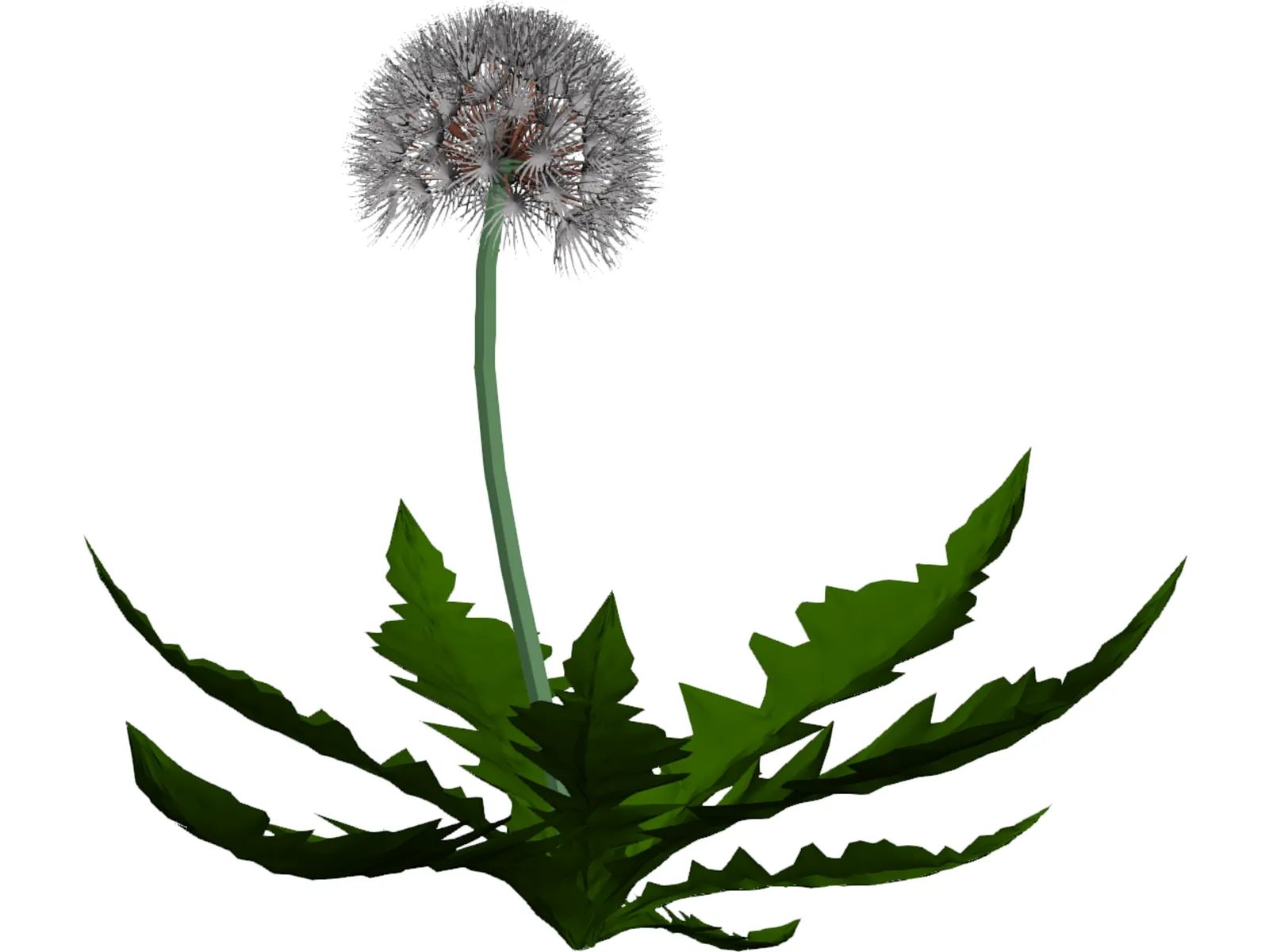 Dandelion 3D Model main preview