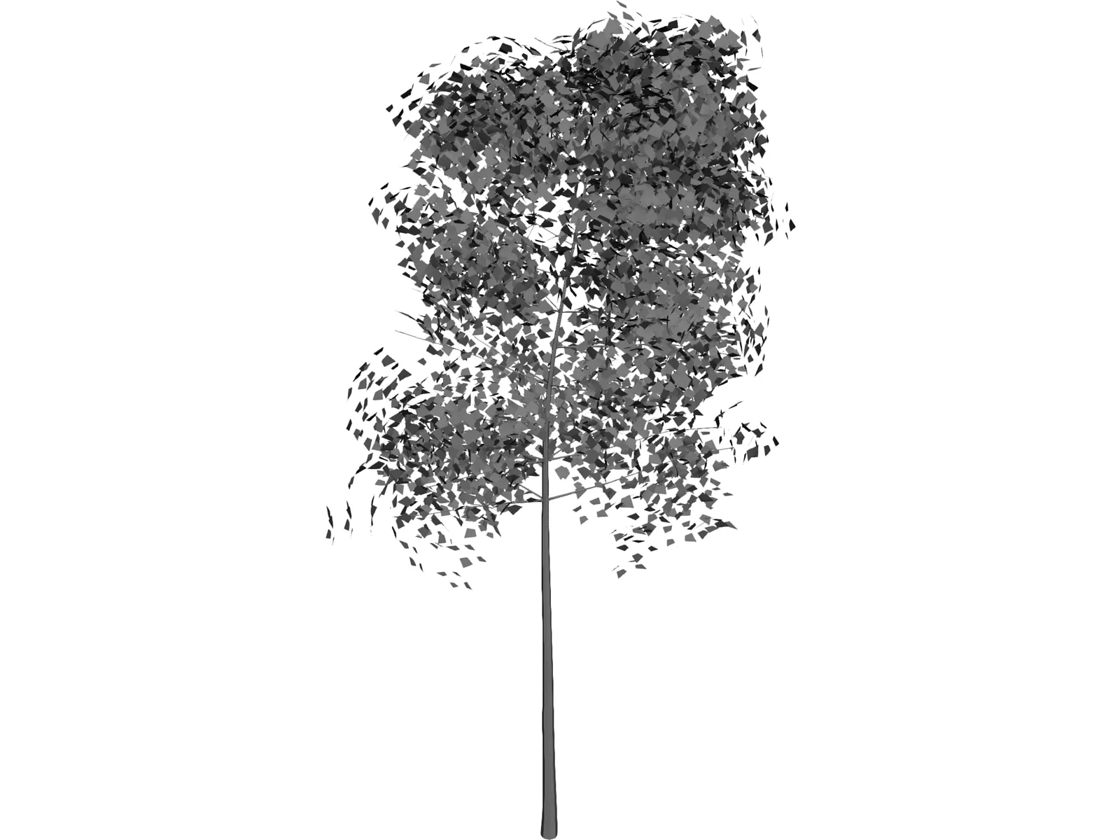 Aspen Populus 3D Model main preview