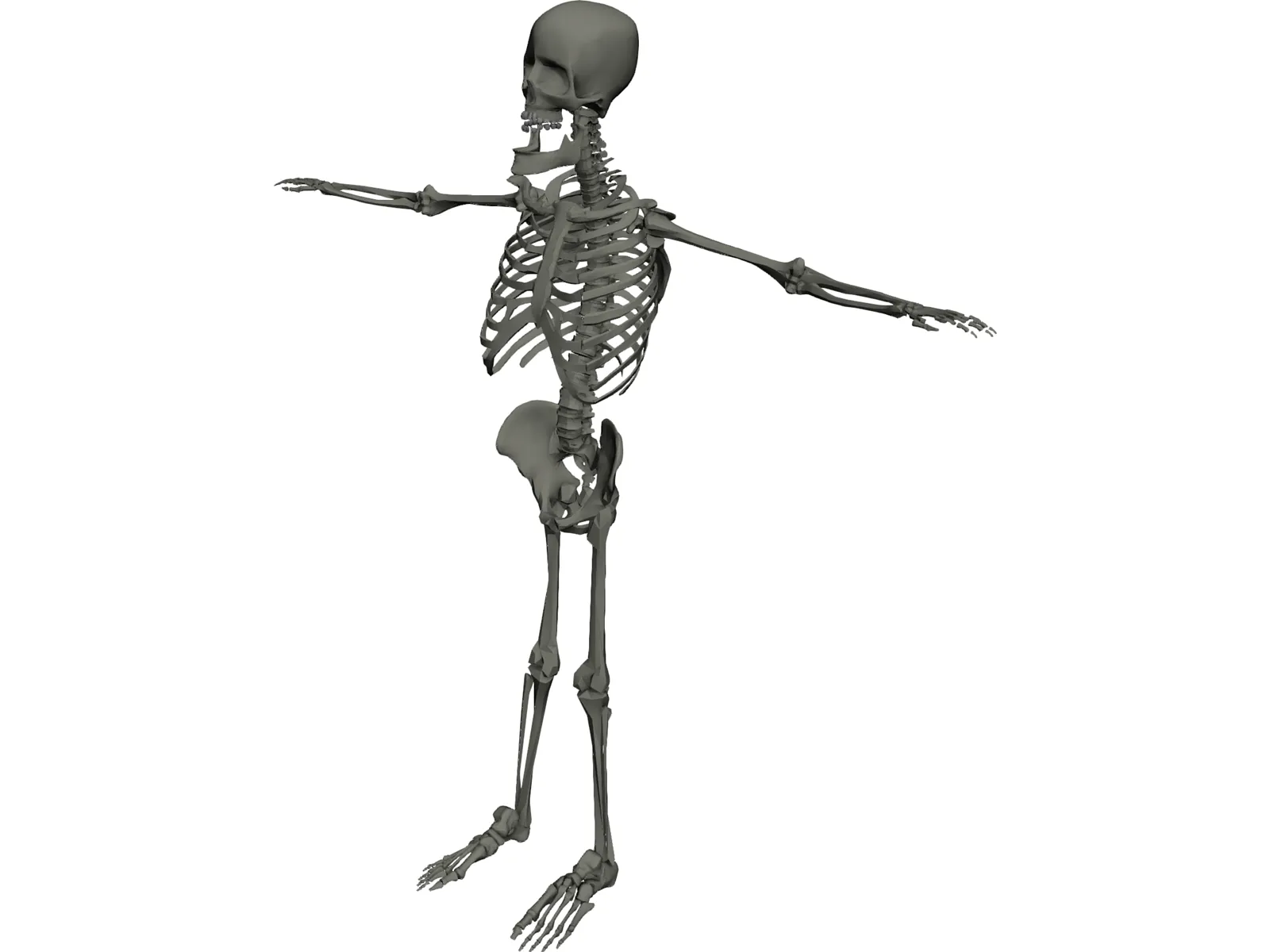 Skeleton 3D Model main preview
