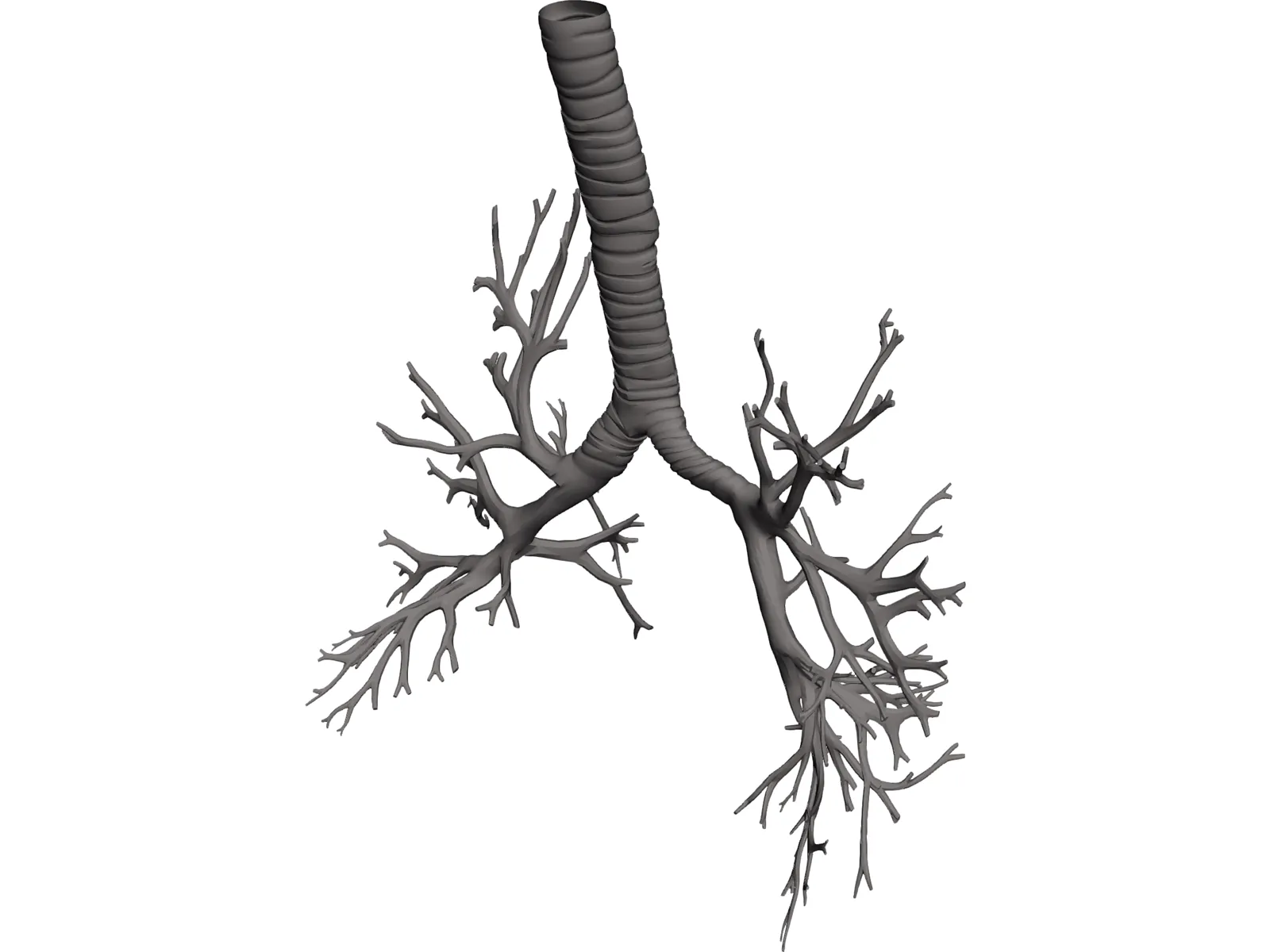 Bronquial Tree with Trachea 3D Model main preview