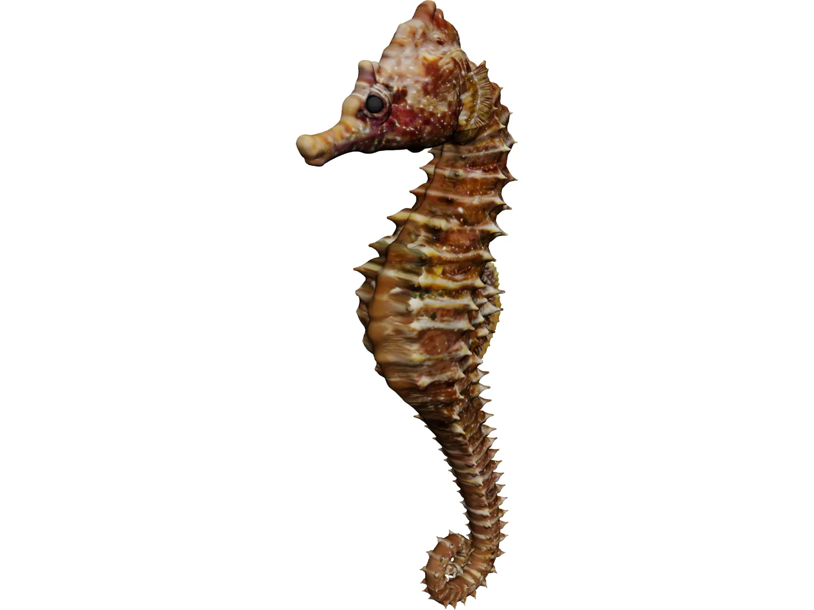 Seahorse 3D Model main preview