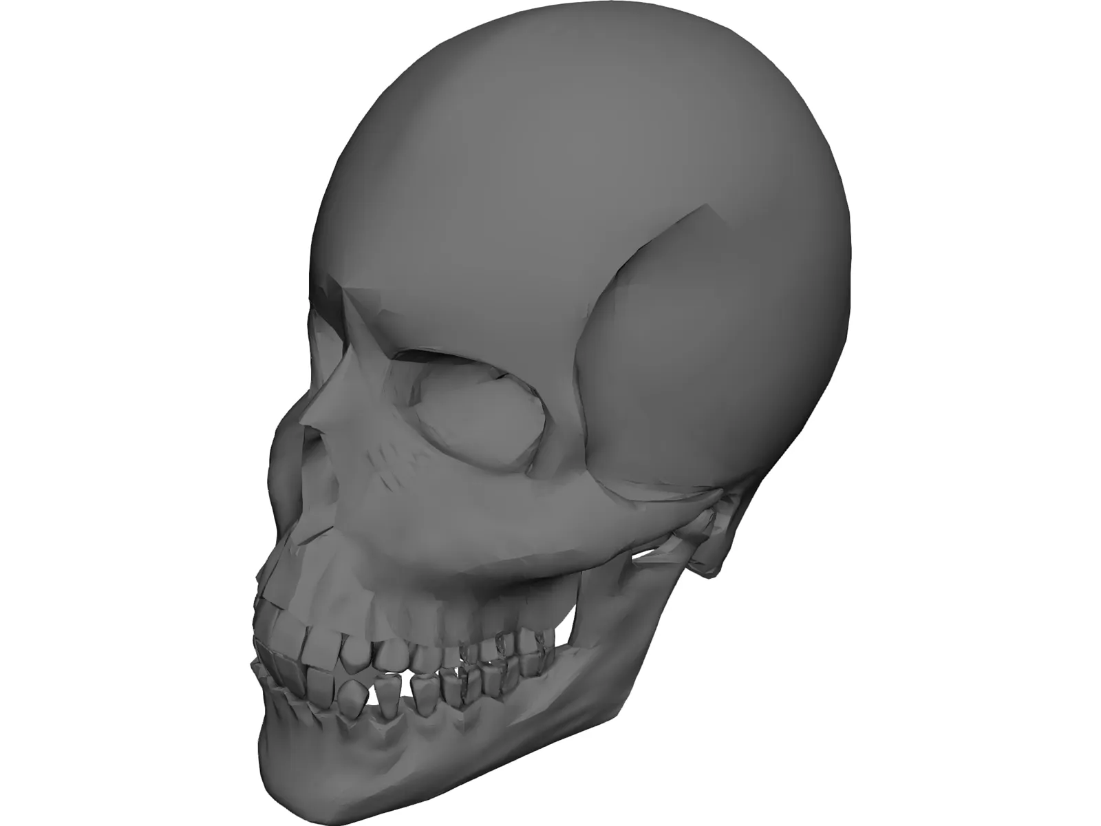 Skull 3D Model main preview