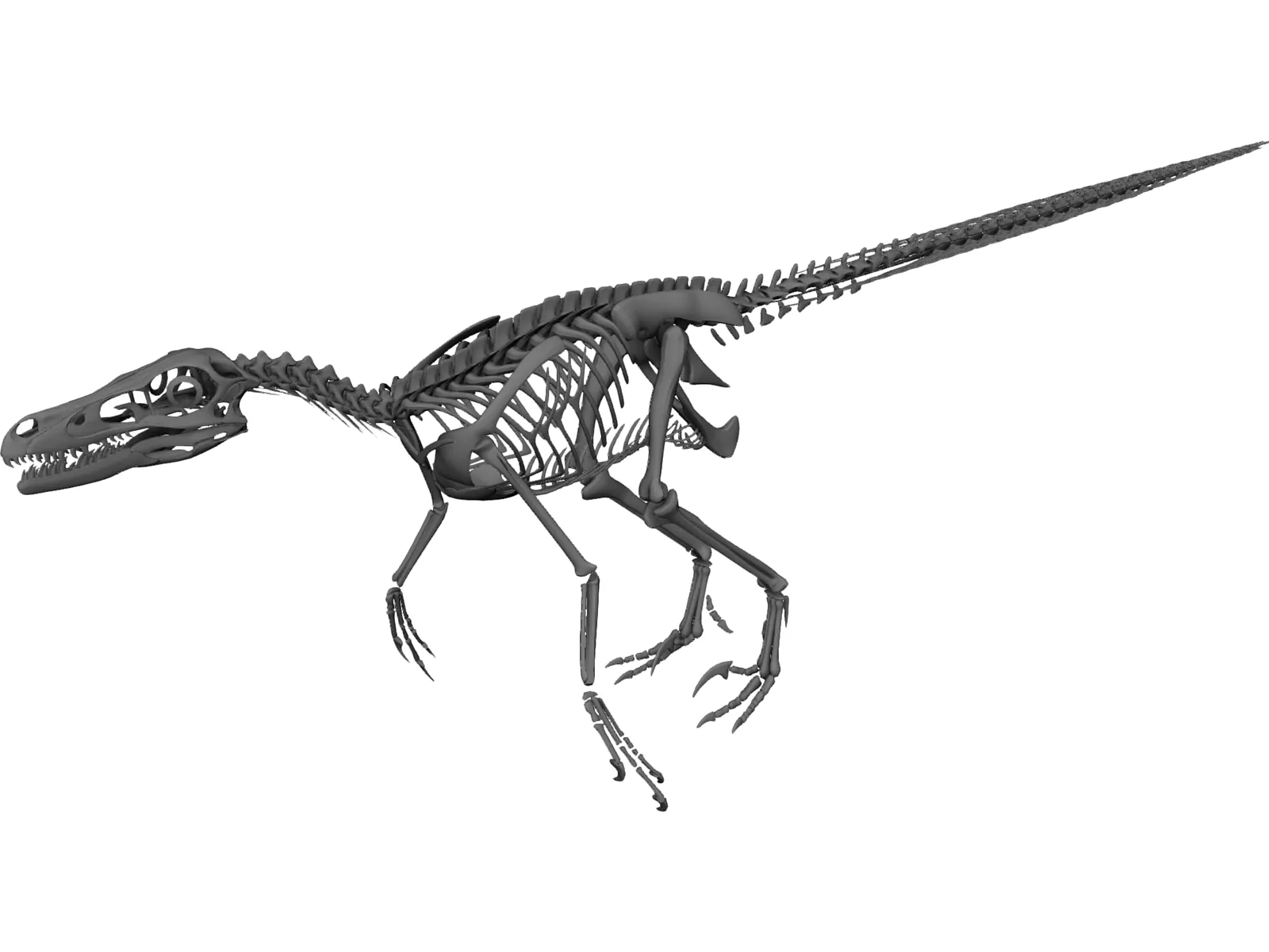 Velociraptor Skeleton 3D Model main preview