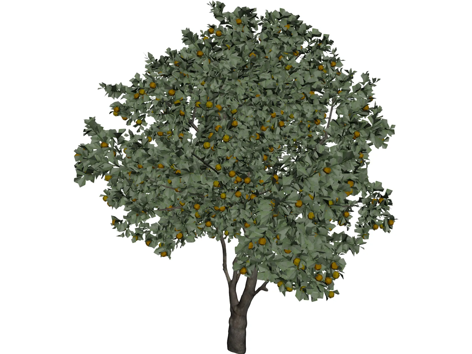 Orange Tree 3D Model main preview