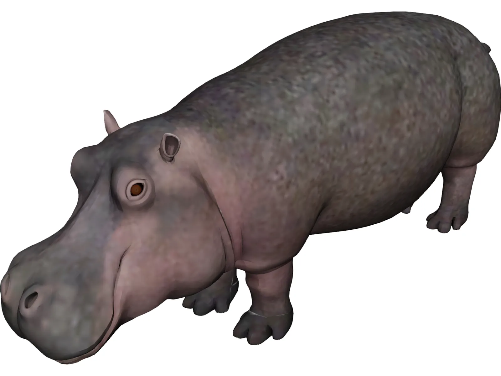 Hippopotamus 3D Model main preview