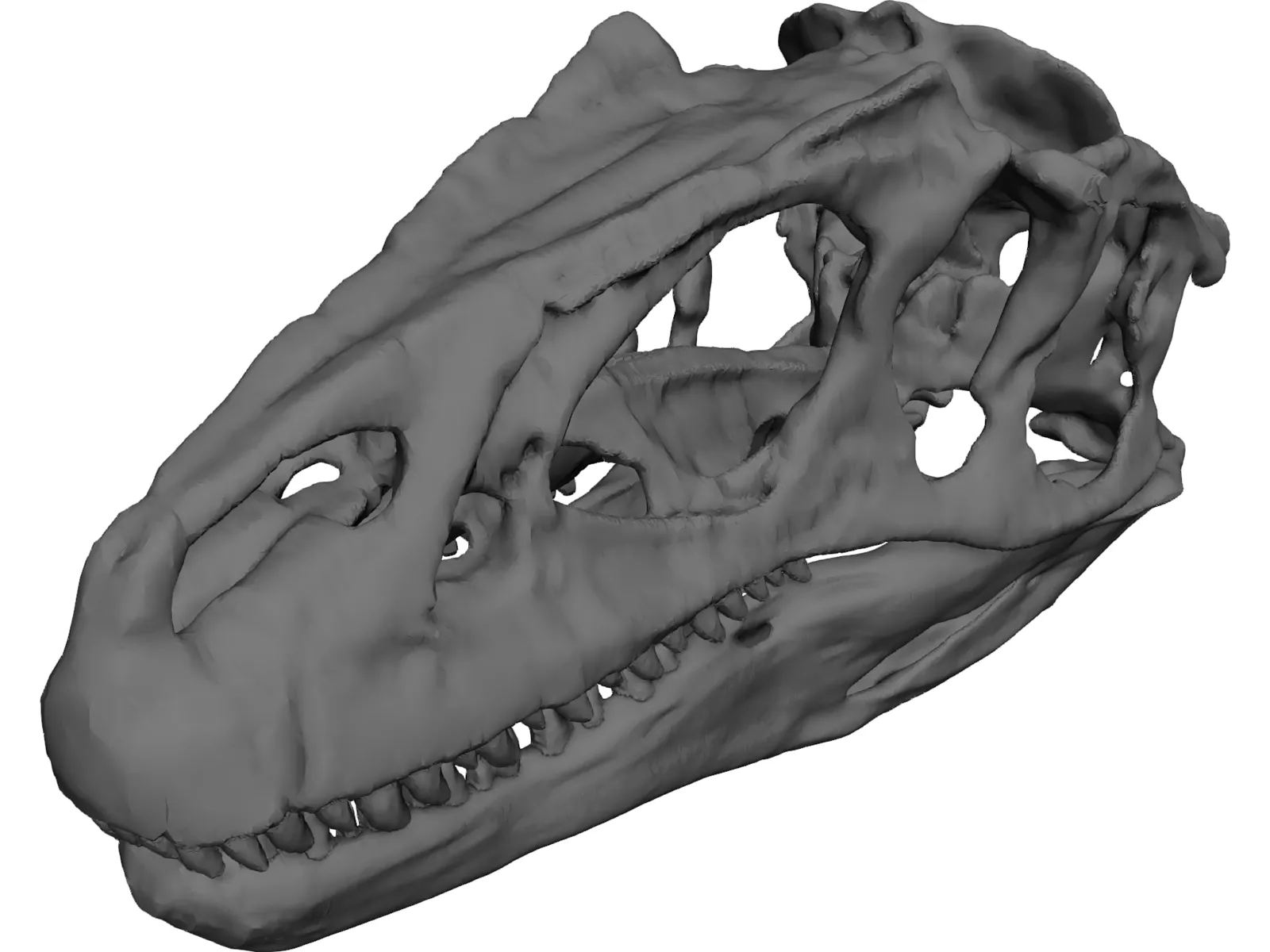Allosaurus Fragilis Skull 3D Model main preview