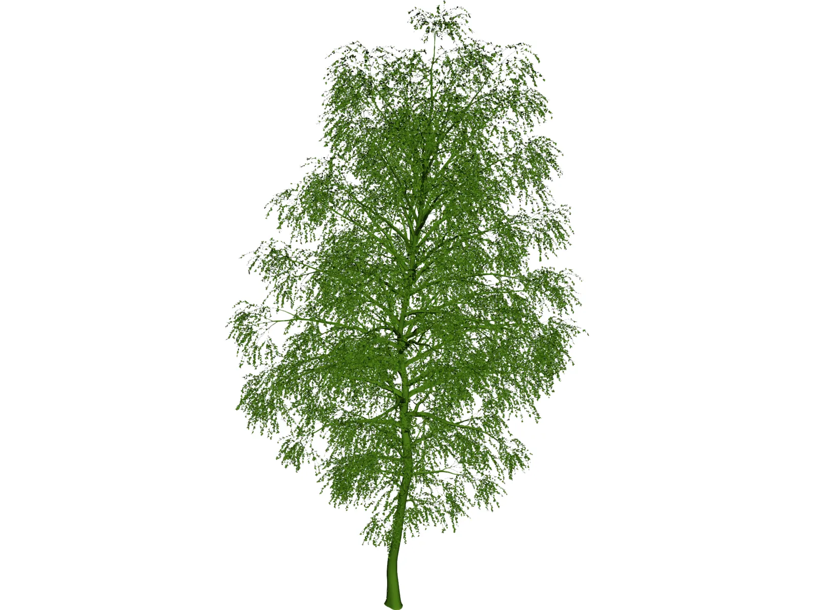 Birch Tree 3D Model main preview