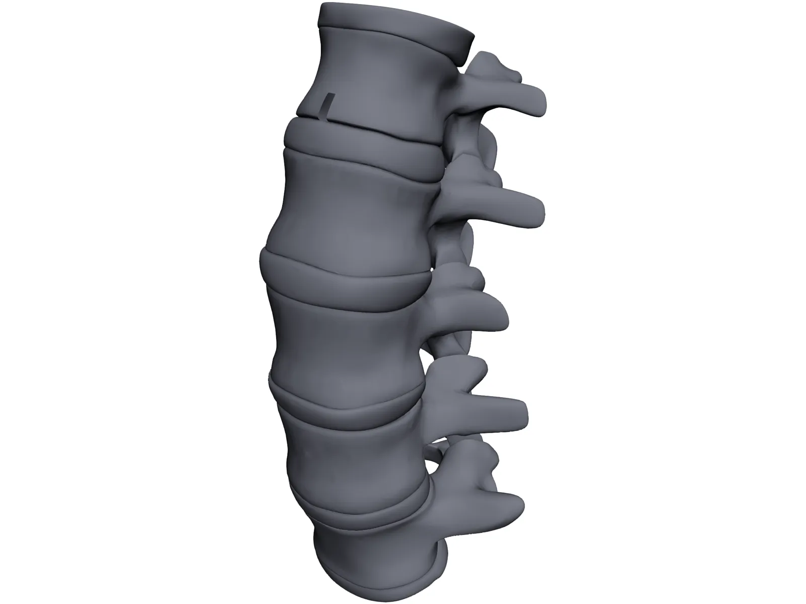 Lumbar Spine 3D Model main preview