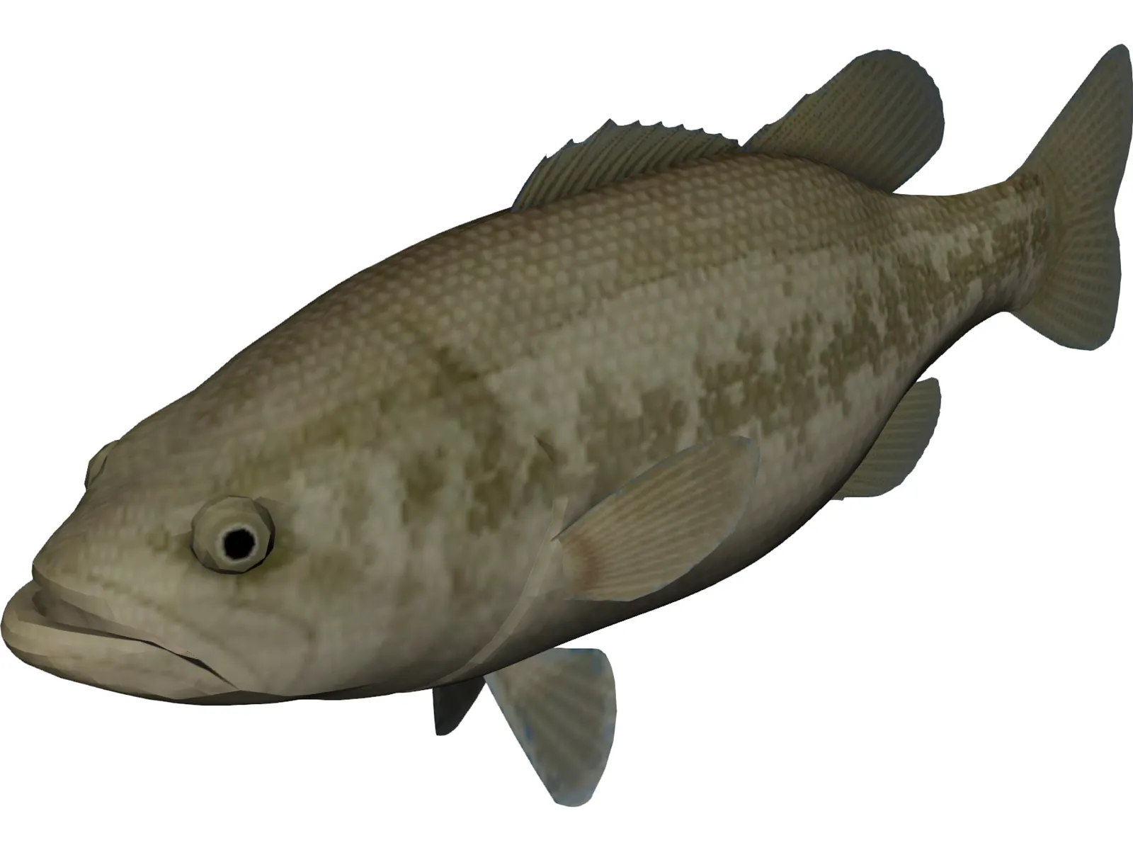 Florida Largemouth Bass 3D Model main preview