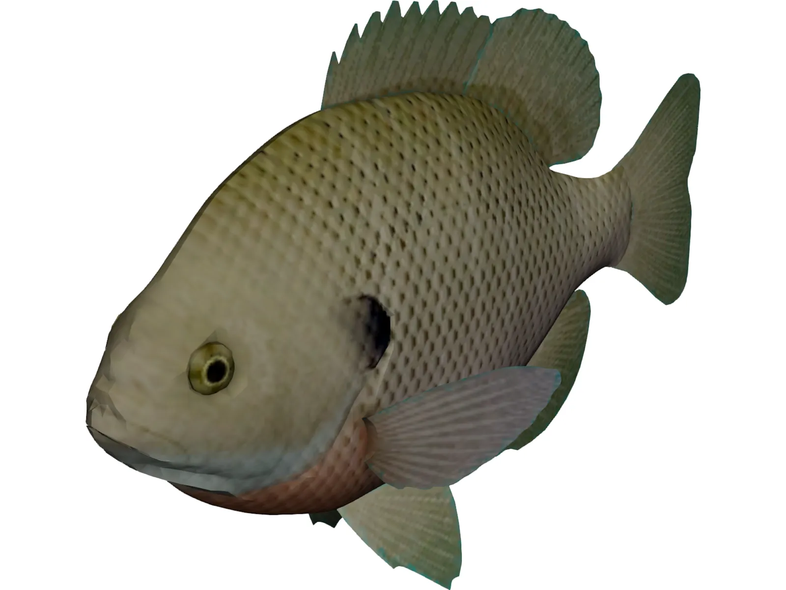 Bluegill 3D Model main preview