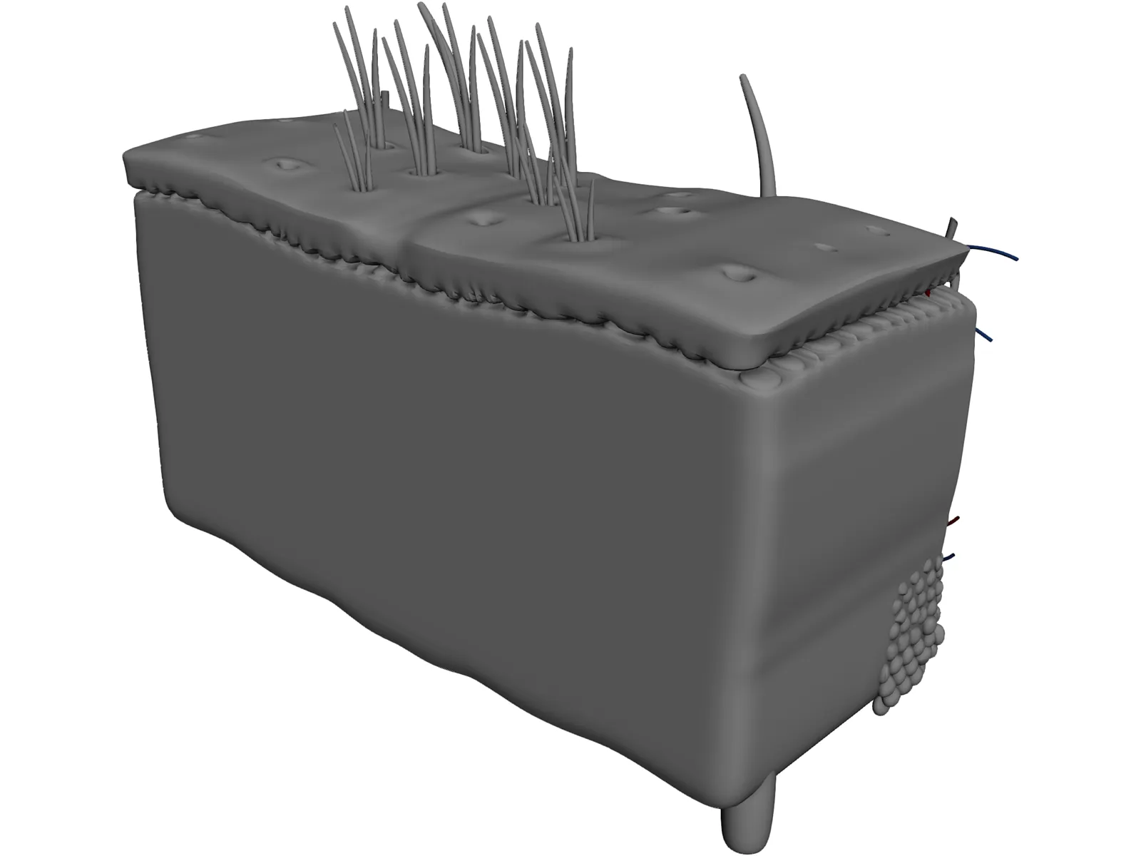 Skin Anatomy 3D Model main preview