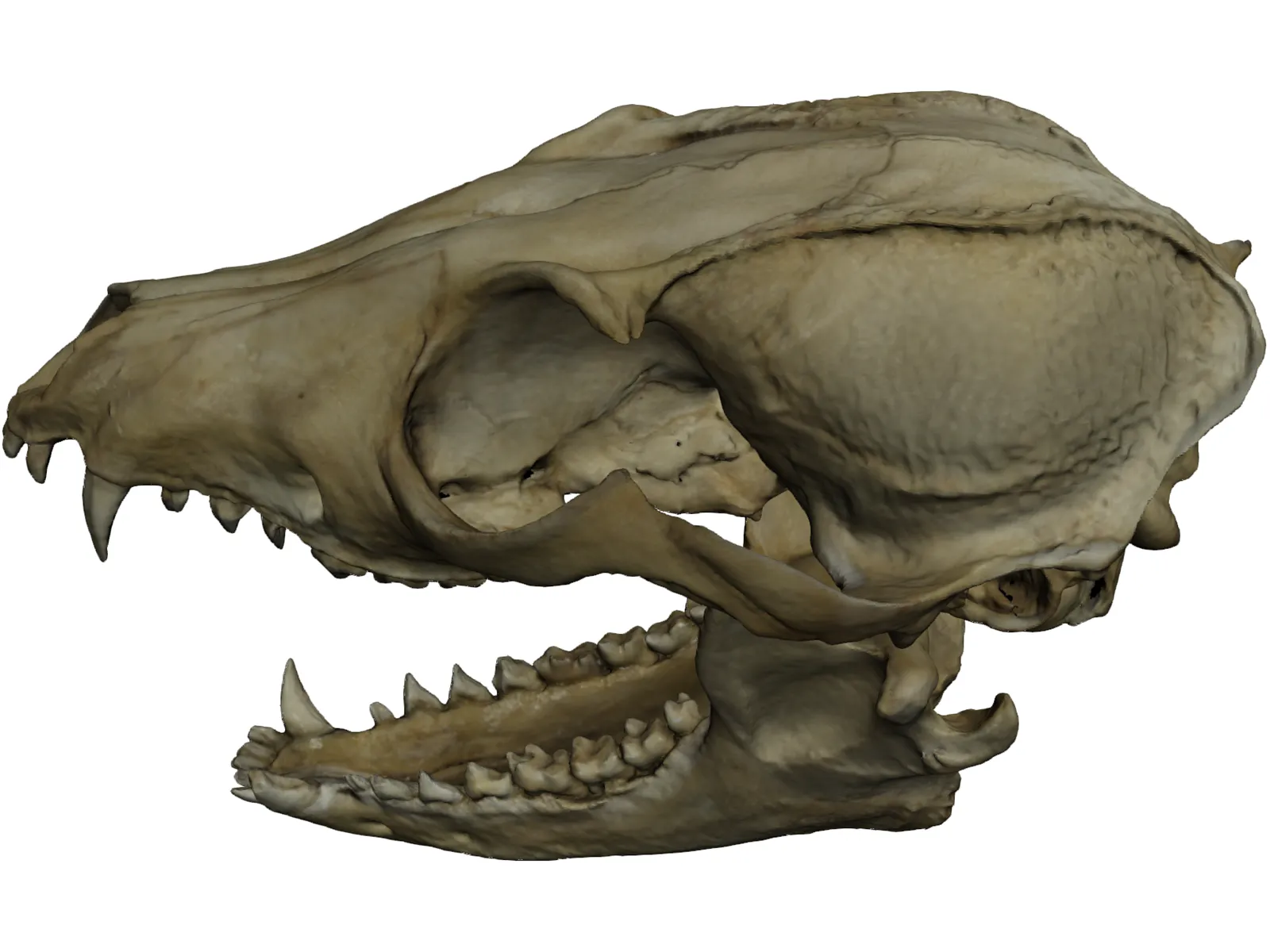 Fox Head Skull 3D Model main preview