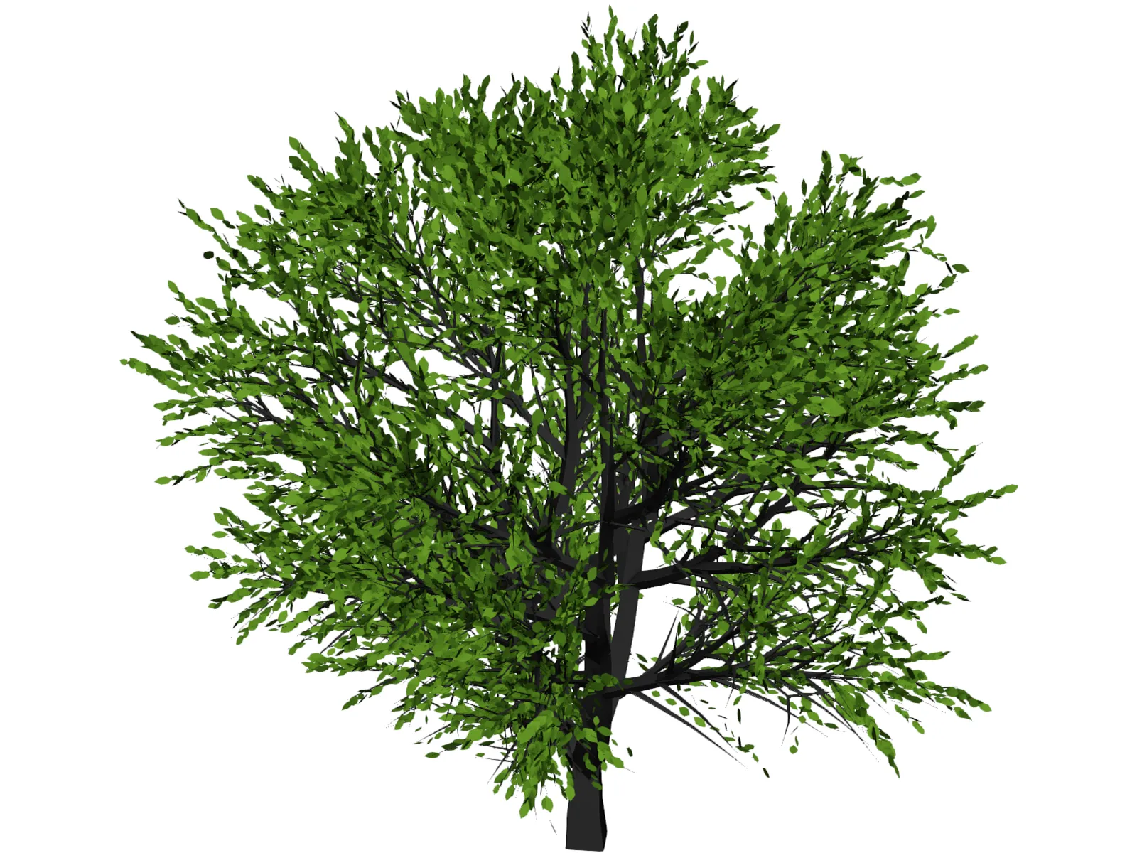 Cherry Tree 3D Model main preview