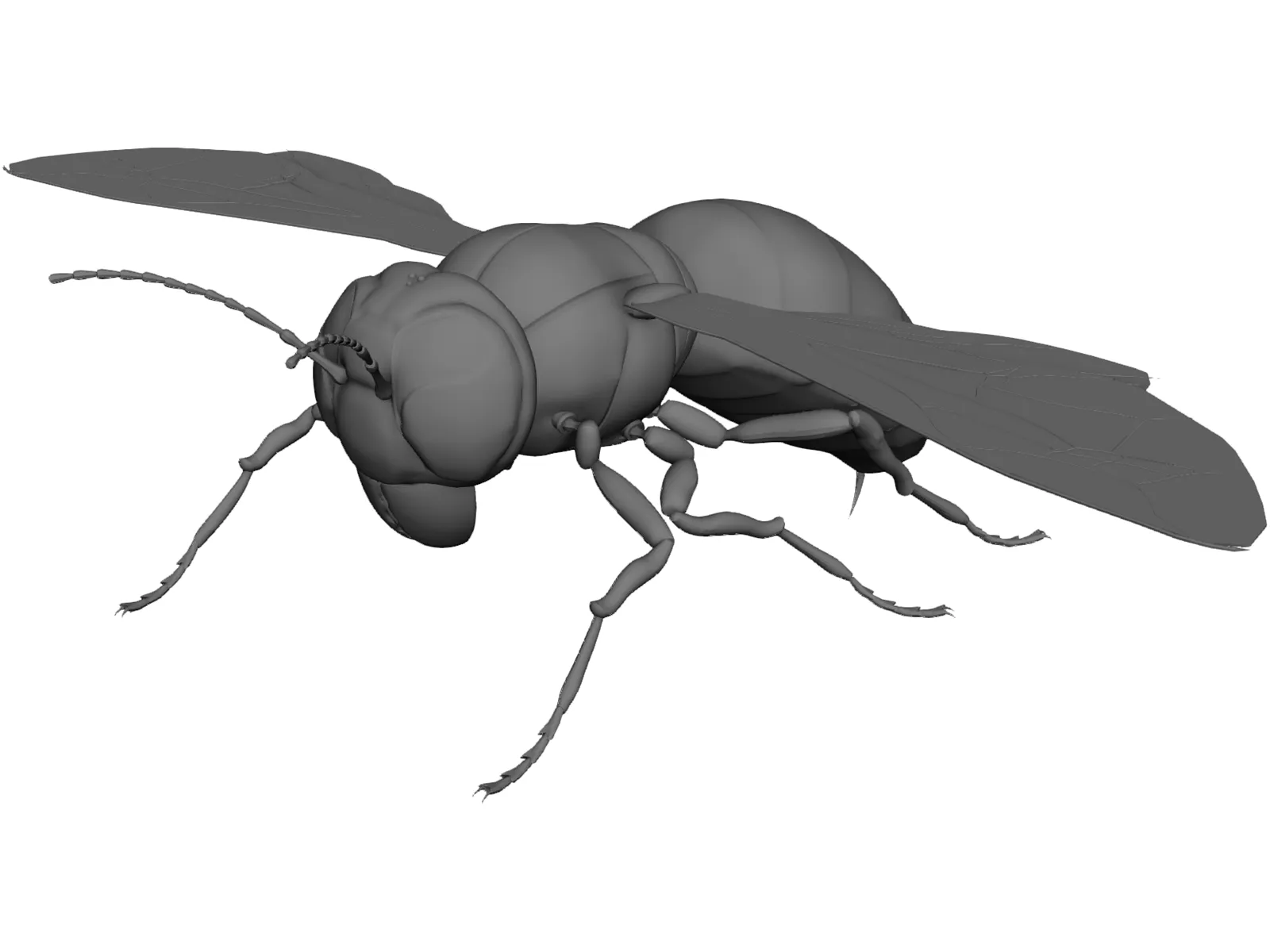Hornet 3D Model main preview