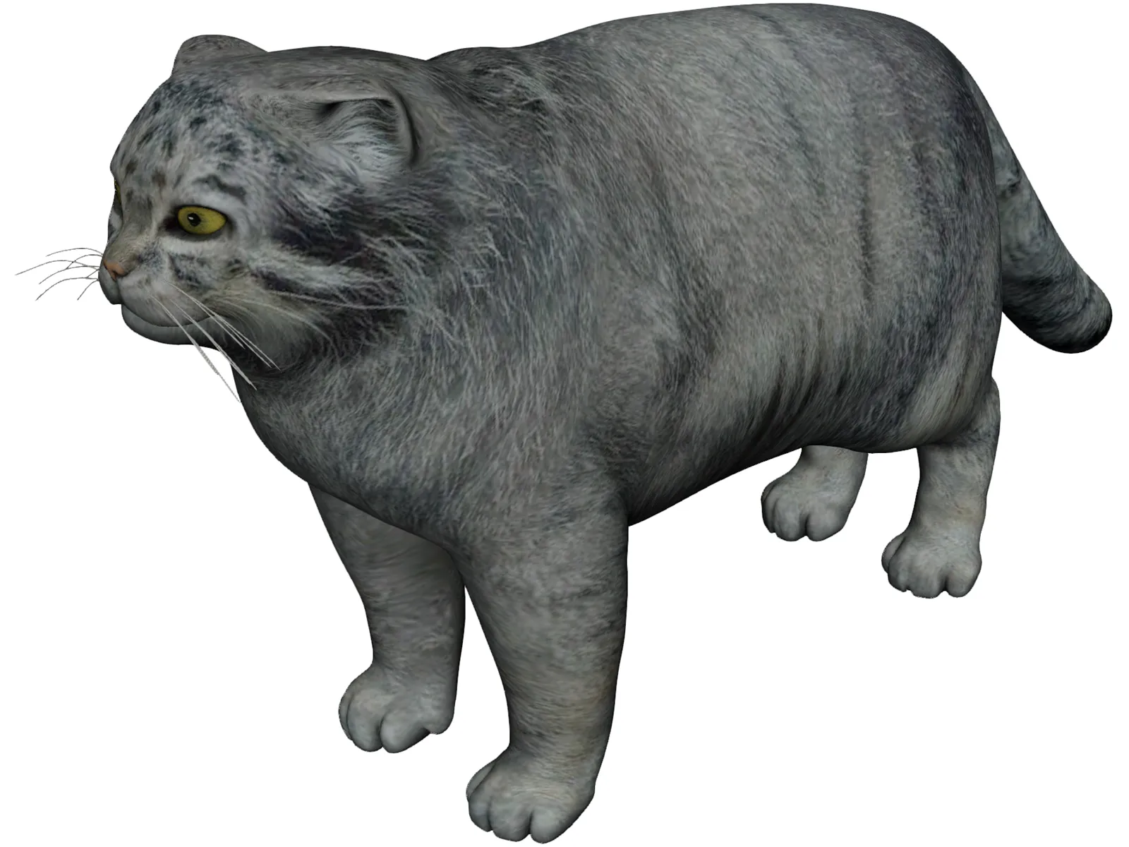 Pallas Cat 3D Model main preview