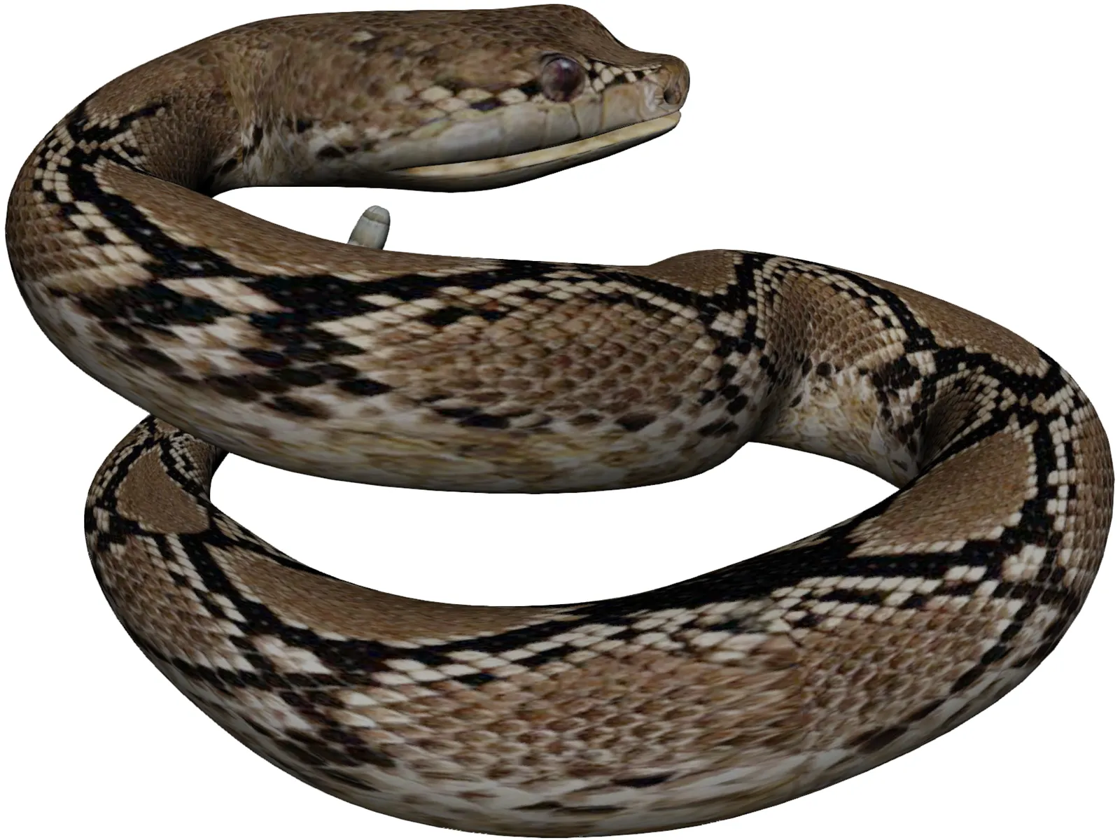 Rattlesnake 3D Model main preview