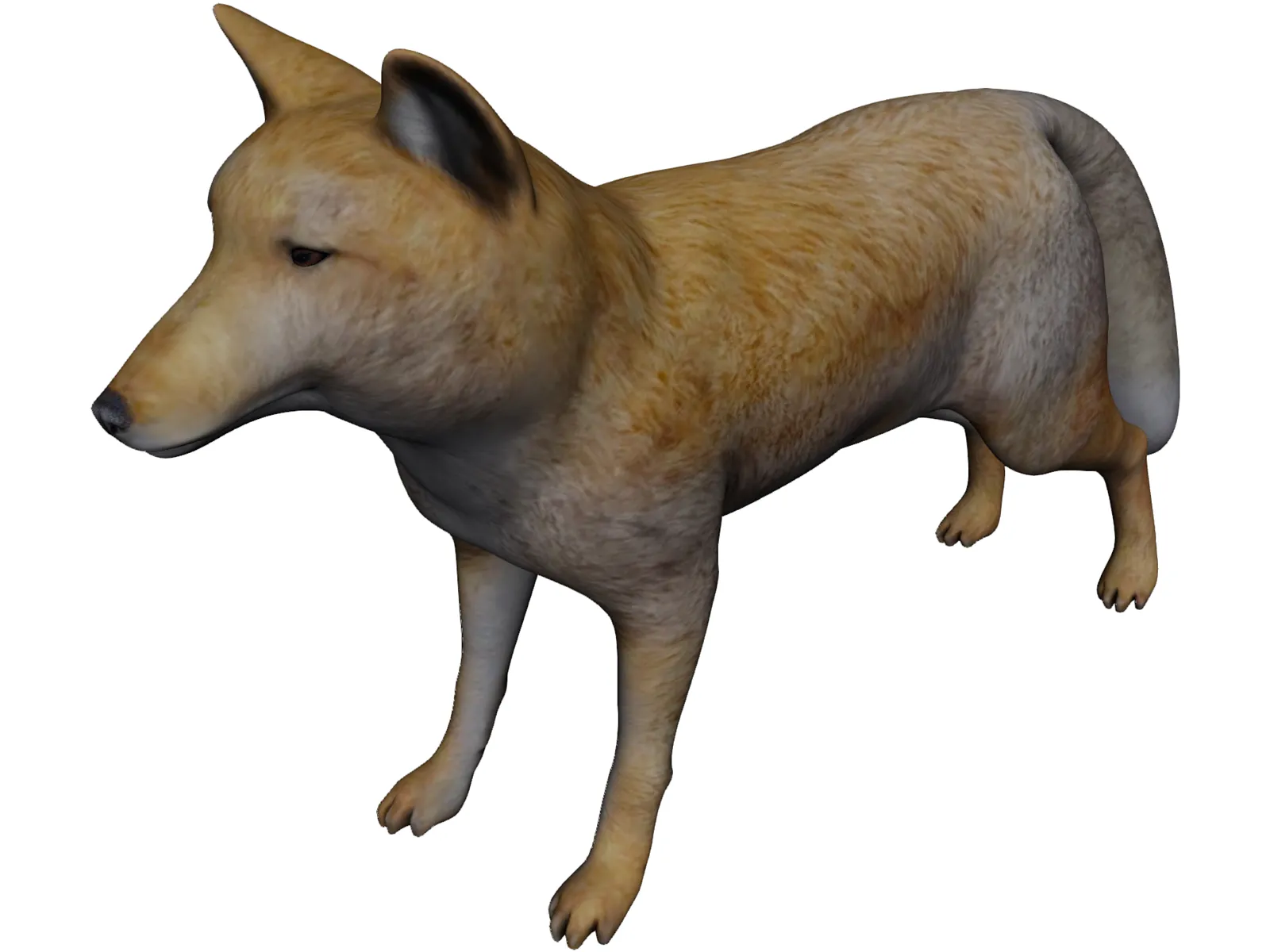 Tibetan Hill Fox 3D Model main preview