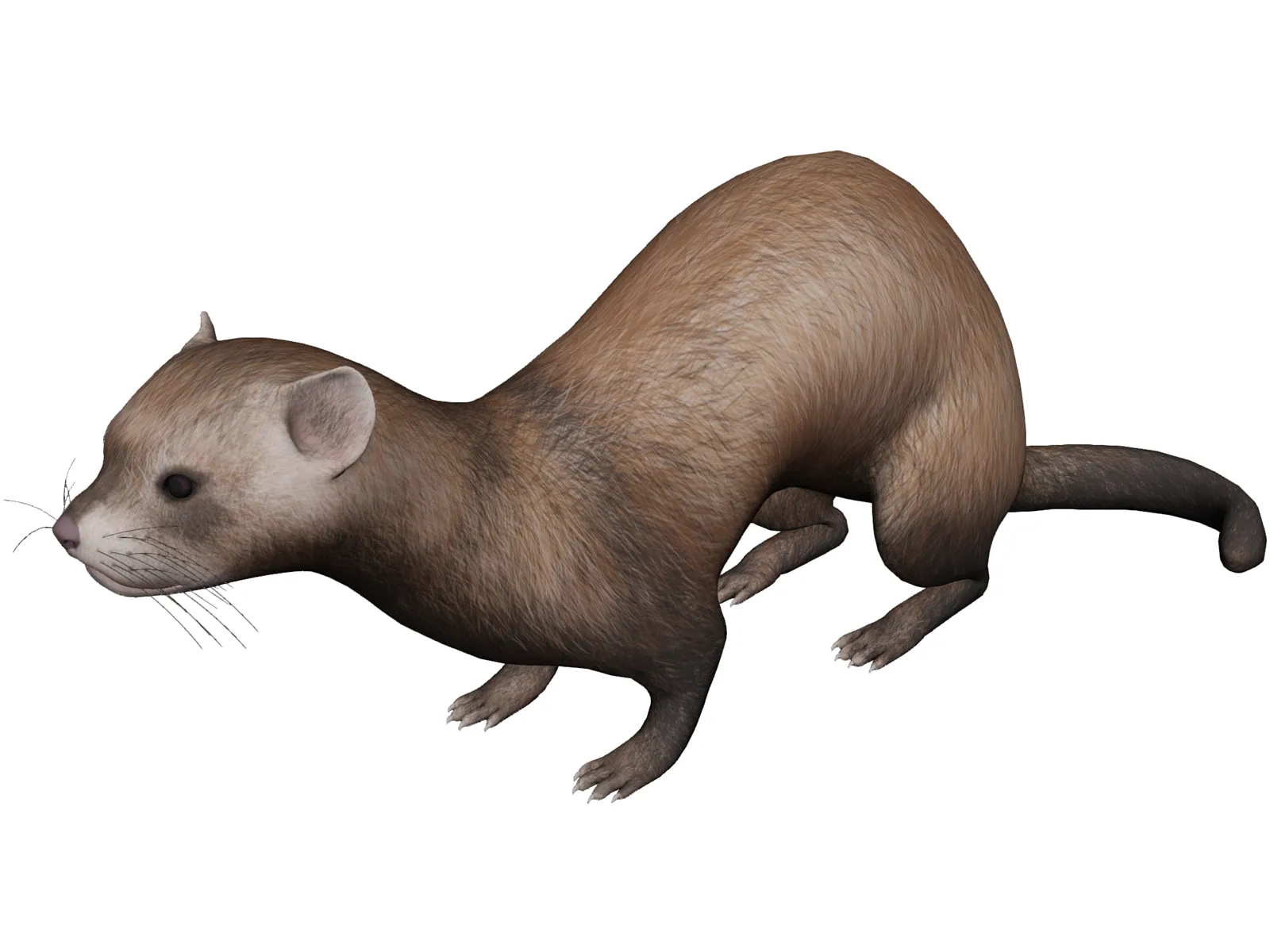 Ferret 3D Model main preview